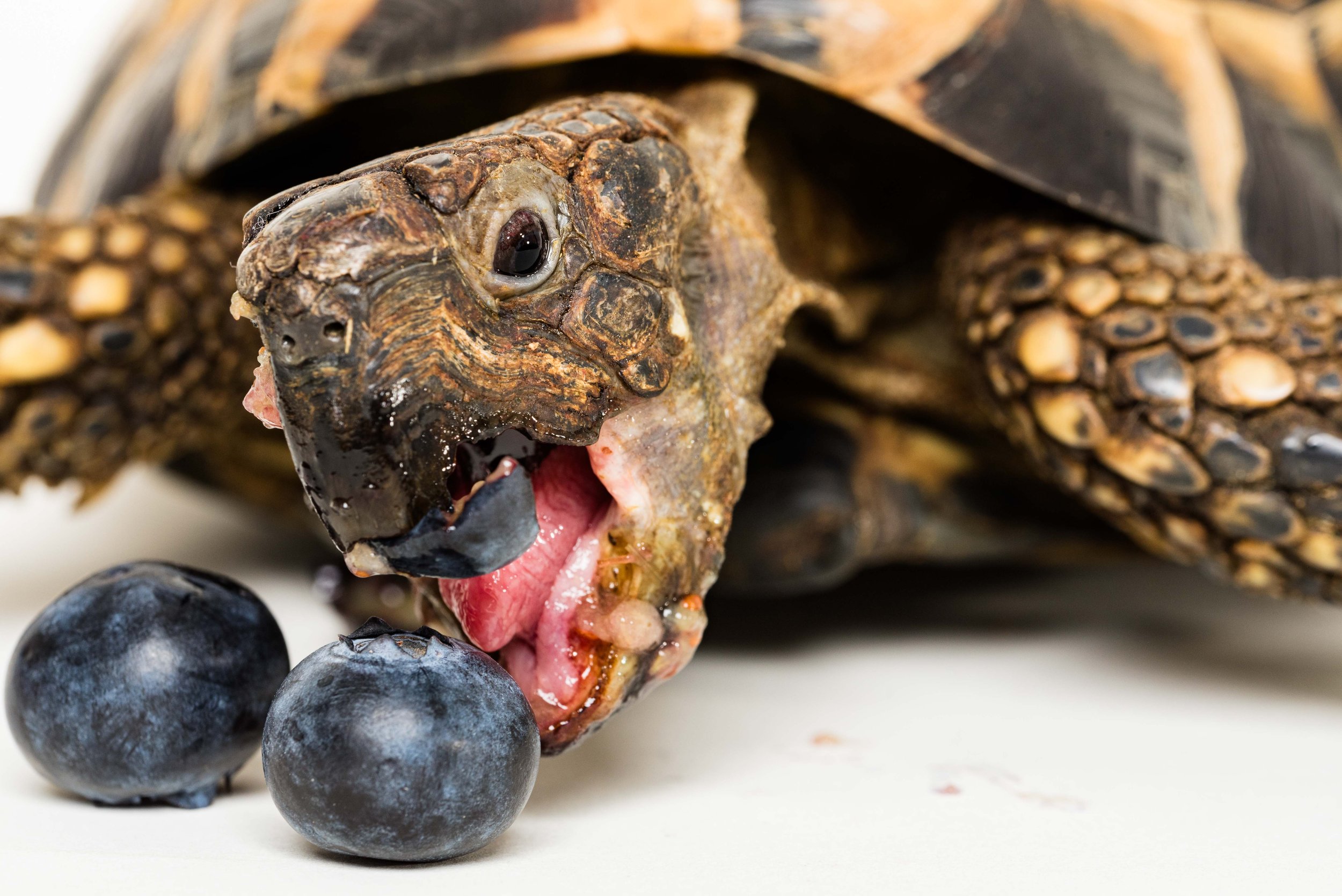 tortoise eating blueberries