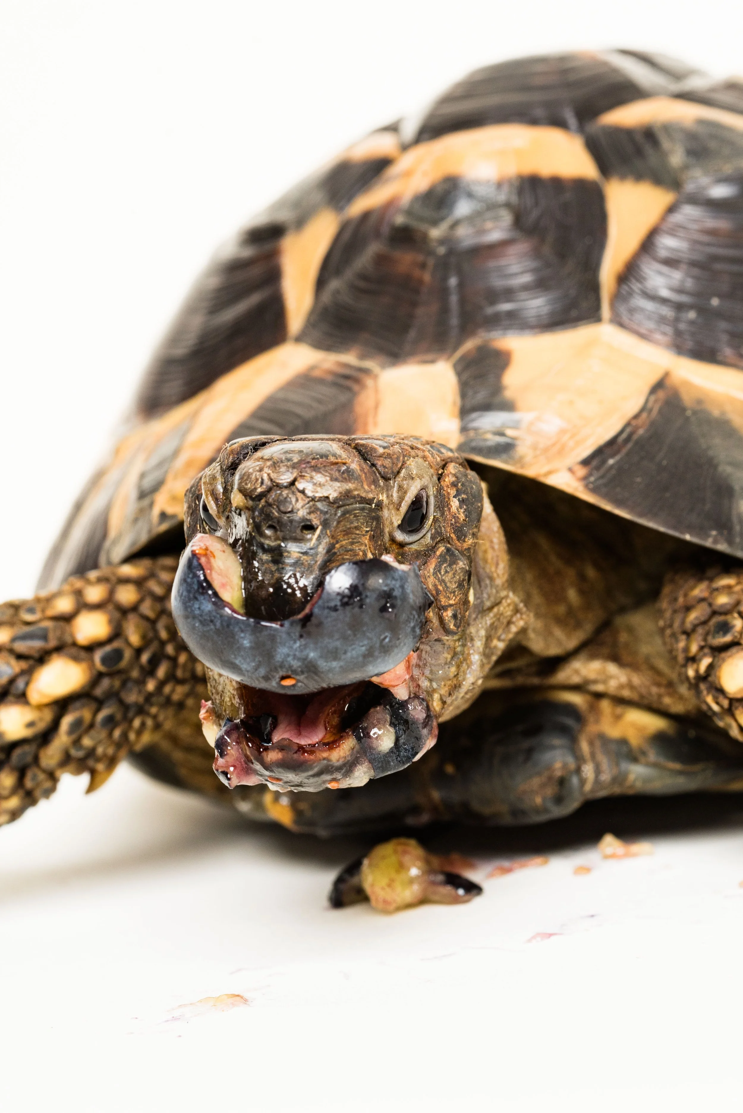 pet photos in studio