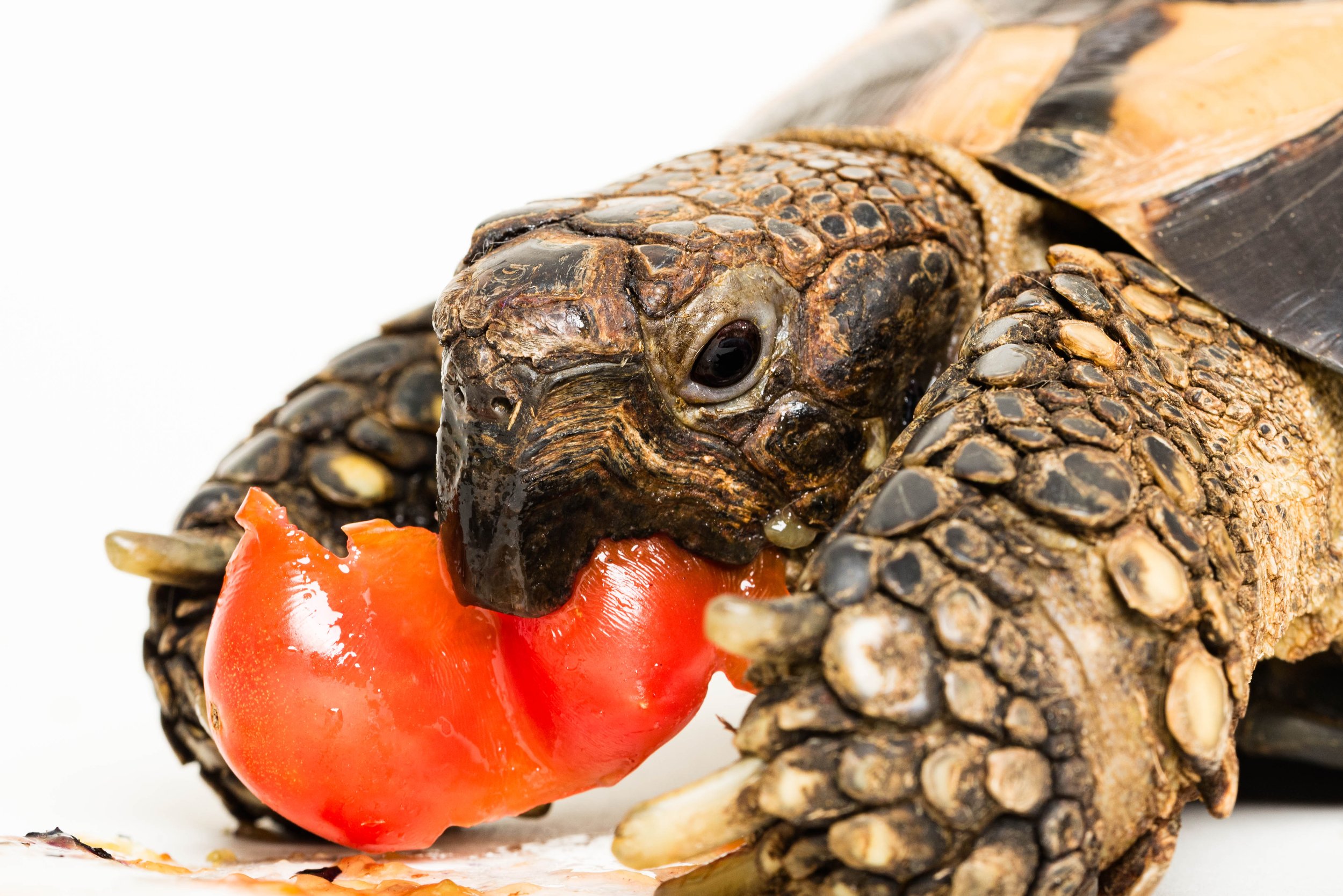 toledo tortoise photos