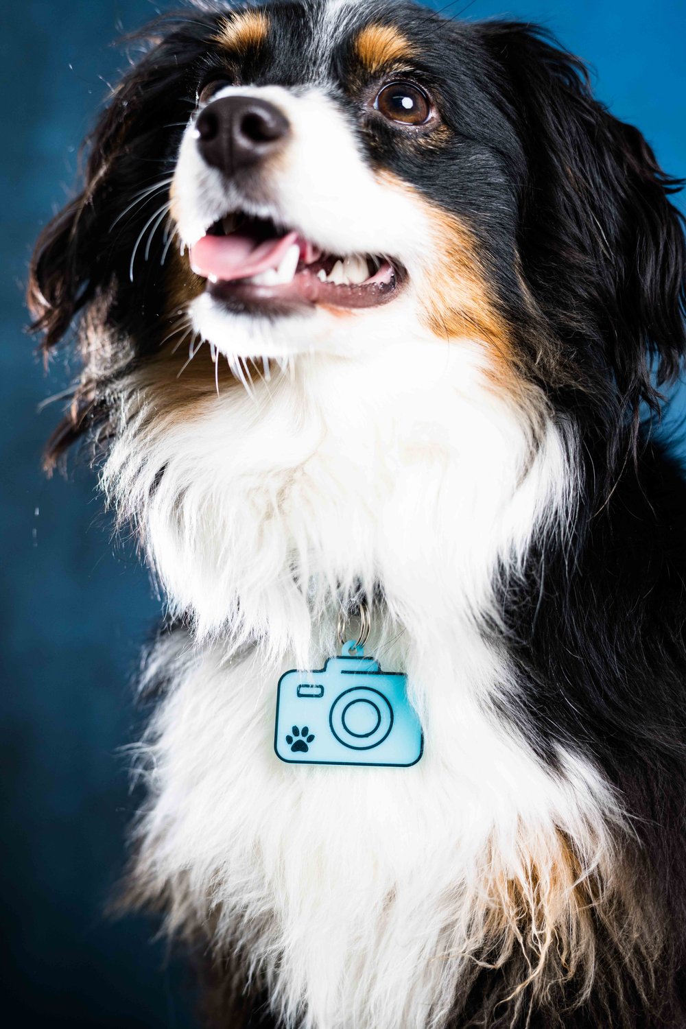 dog photography studio photography 