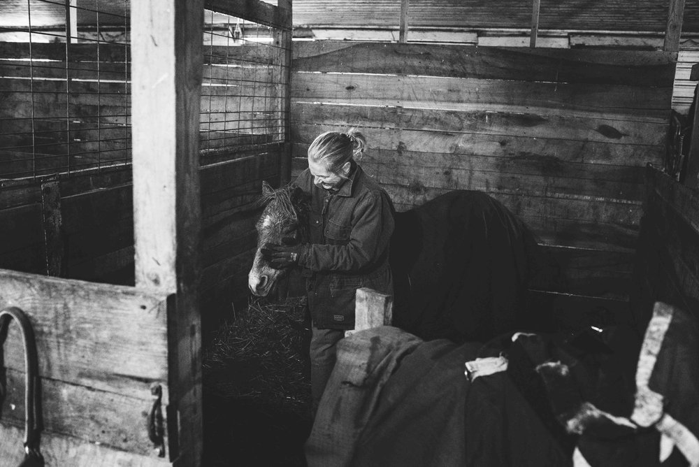 southeast michigan horse photographer