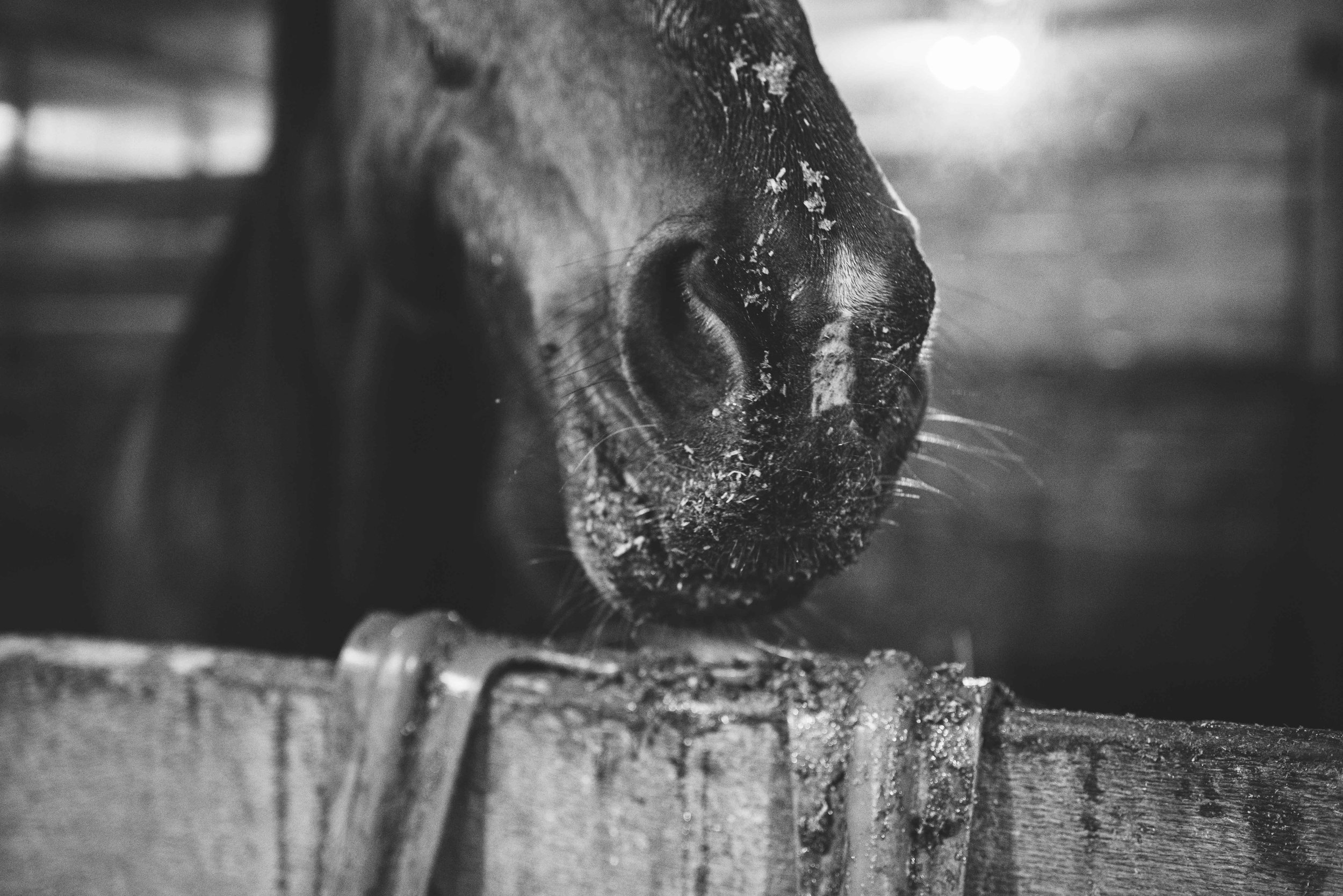 toledo ohio horse photography