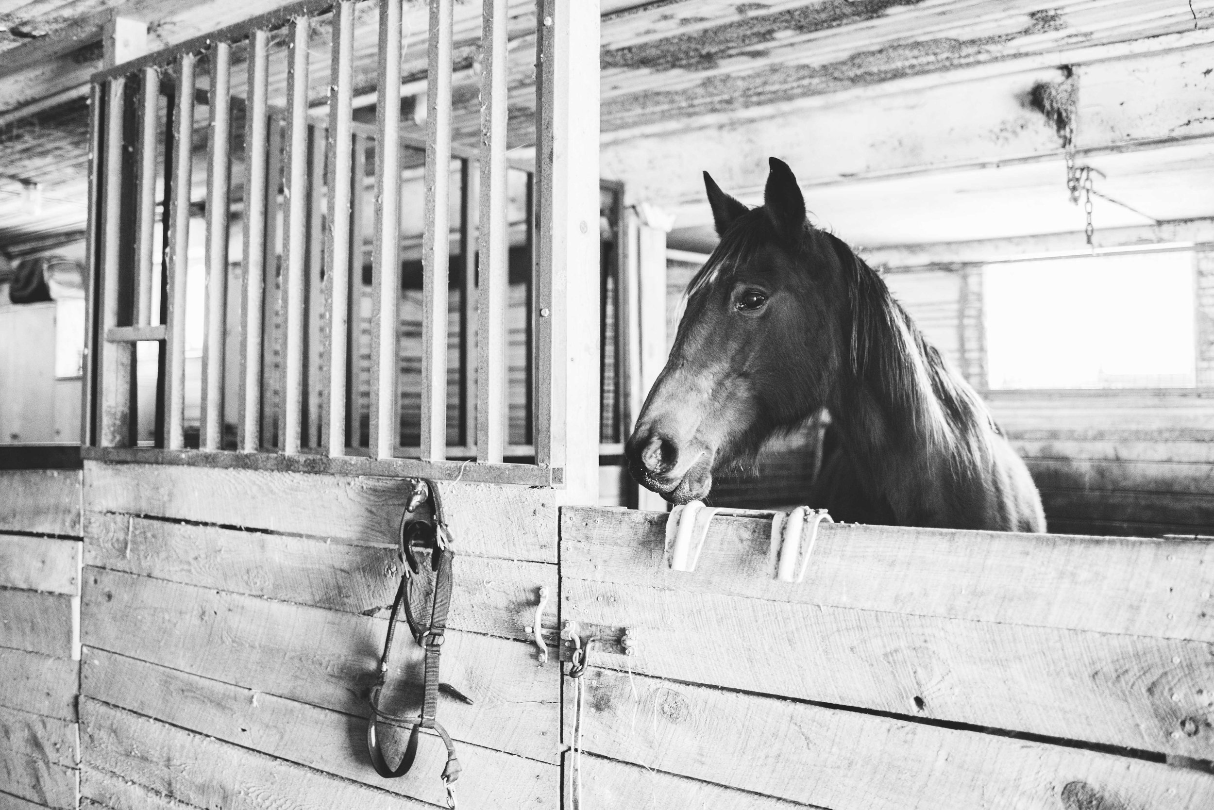monroe horse photographer