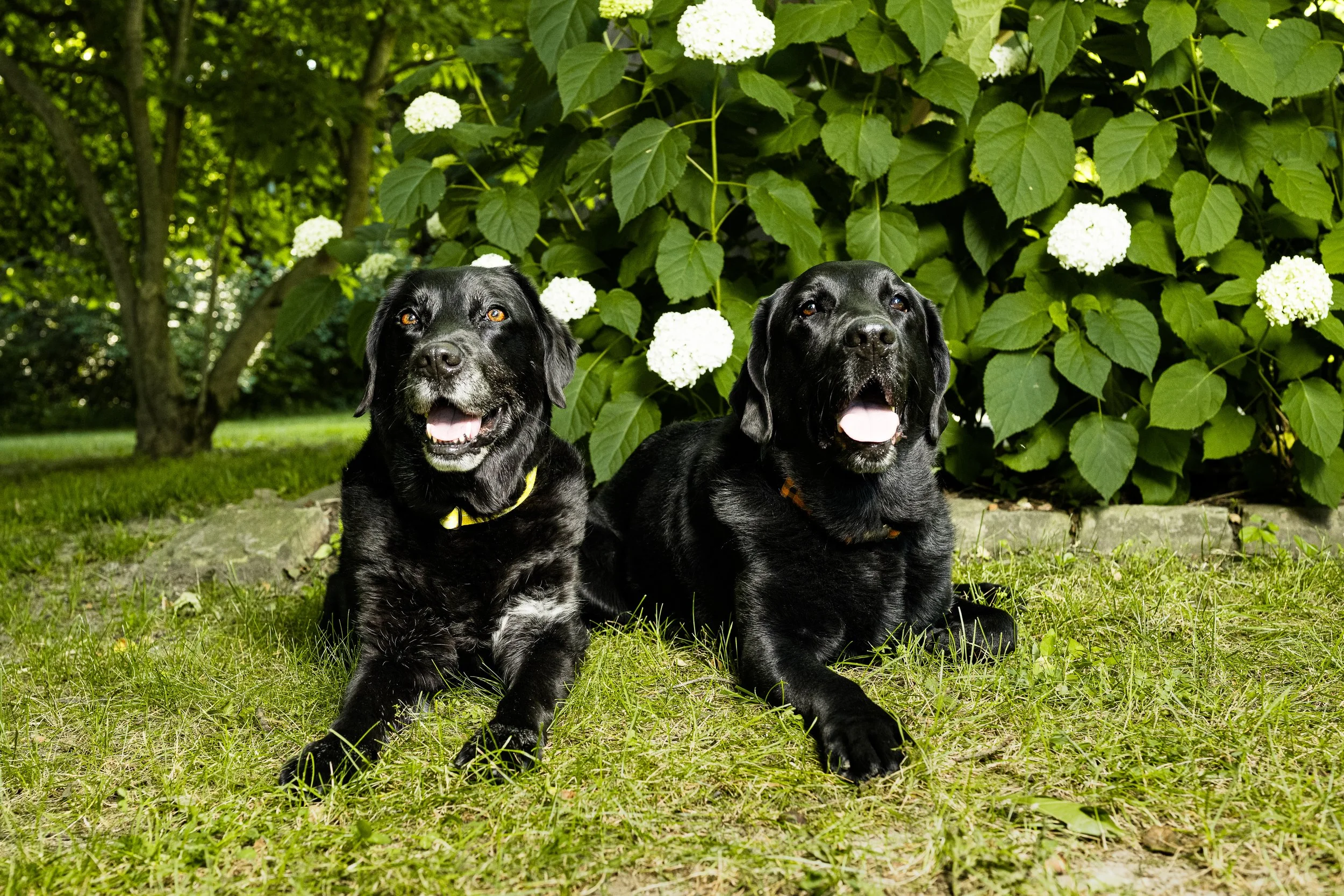 labpups2022-1.jpg