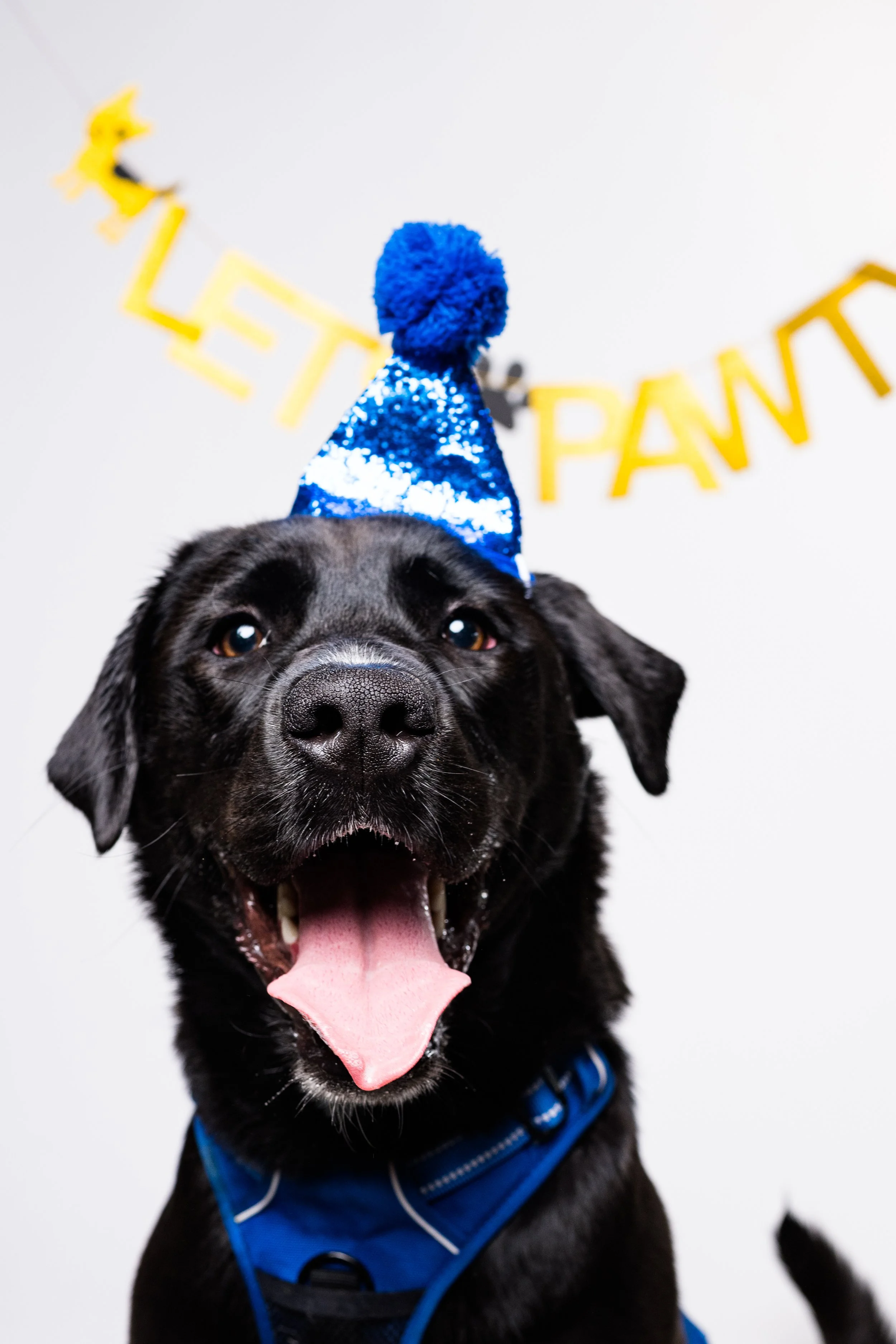 stellaspuppypartybirthdayphotos-25.jpg
