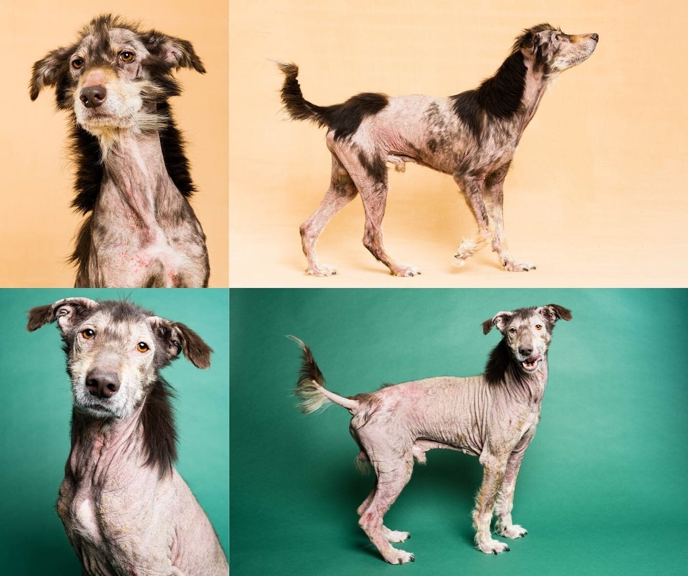 Some of you will remember Odie, an Australian Shepherd fostered by @dogworks_ohio who has some major allergy issues. Odie&rsquo;s rehab has not been simple or straightforward. However, we can see progress.

Top photos before: 1/25.
Bottom photos now: