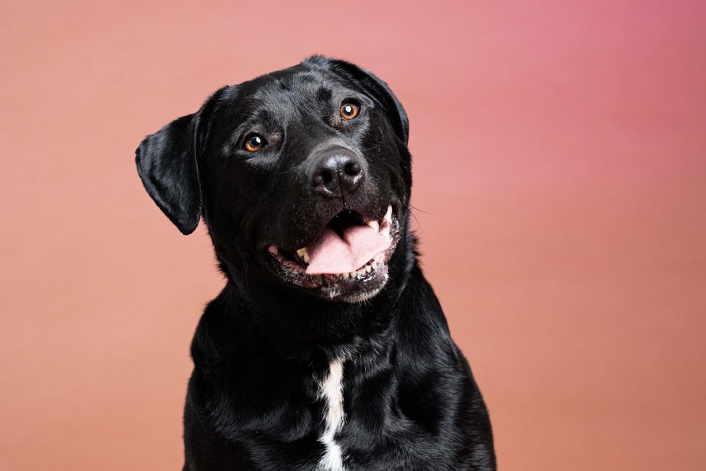 People seem to be intimidated by big black dogs&hellip; maybe that&rsquo;s why Remi still hasn&rsquo;t found a home. Be real though&hellip; how could a dog capable of that second face intimidate anyone? 🥹

Remi is being fostered by @plannedpethoodto