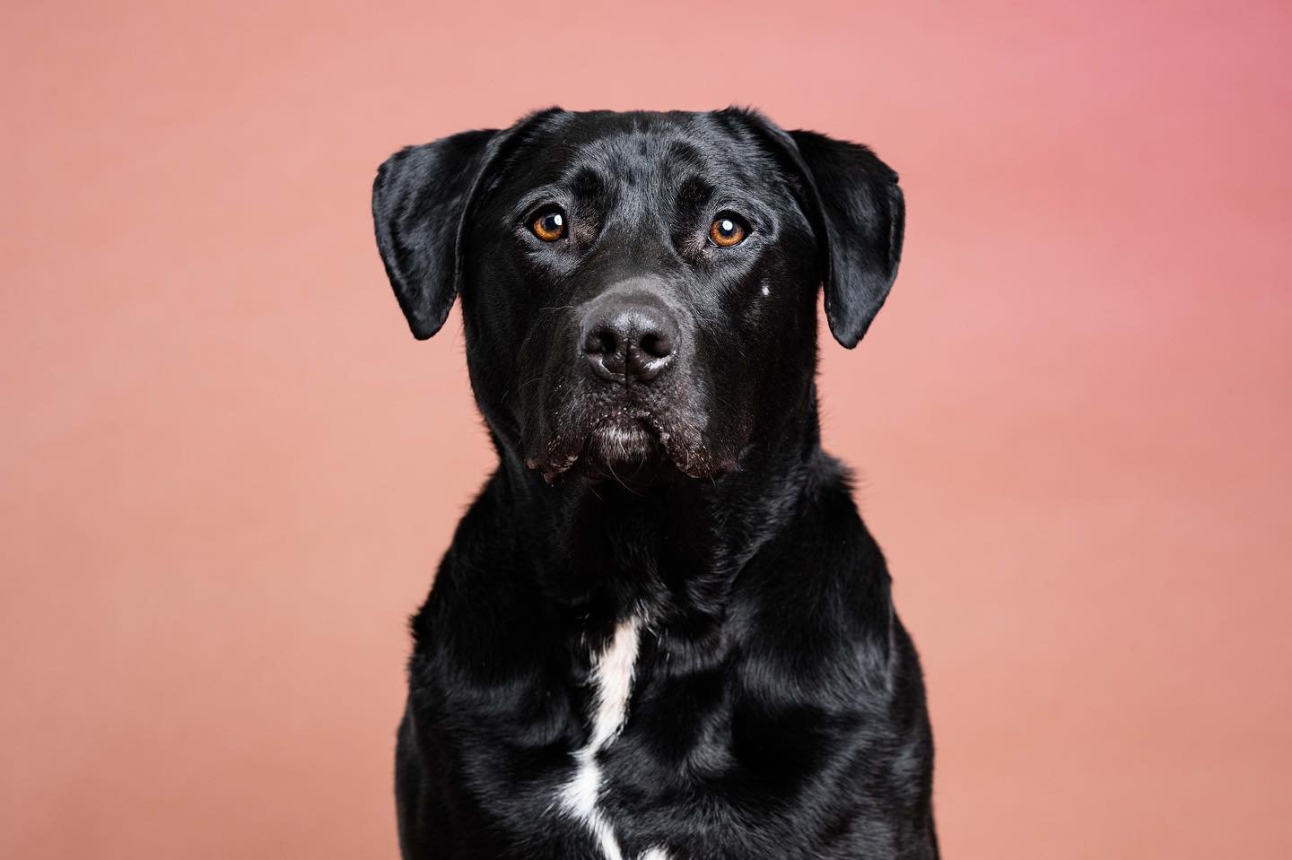 If you agree that Remi deserves her happily ever after, will you share her with all your dog-loving northwest Ohio followers? 

Black dogs have a harder time getting adopted&hellip; big dogs have a harder time getting adopted&hellip; dogs over the ag