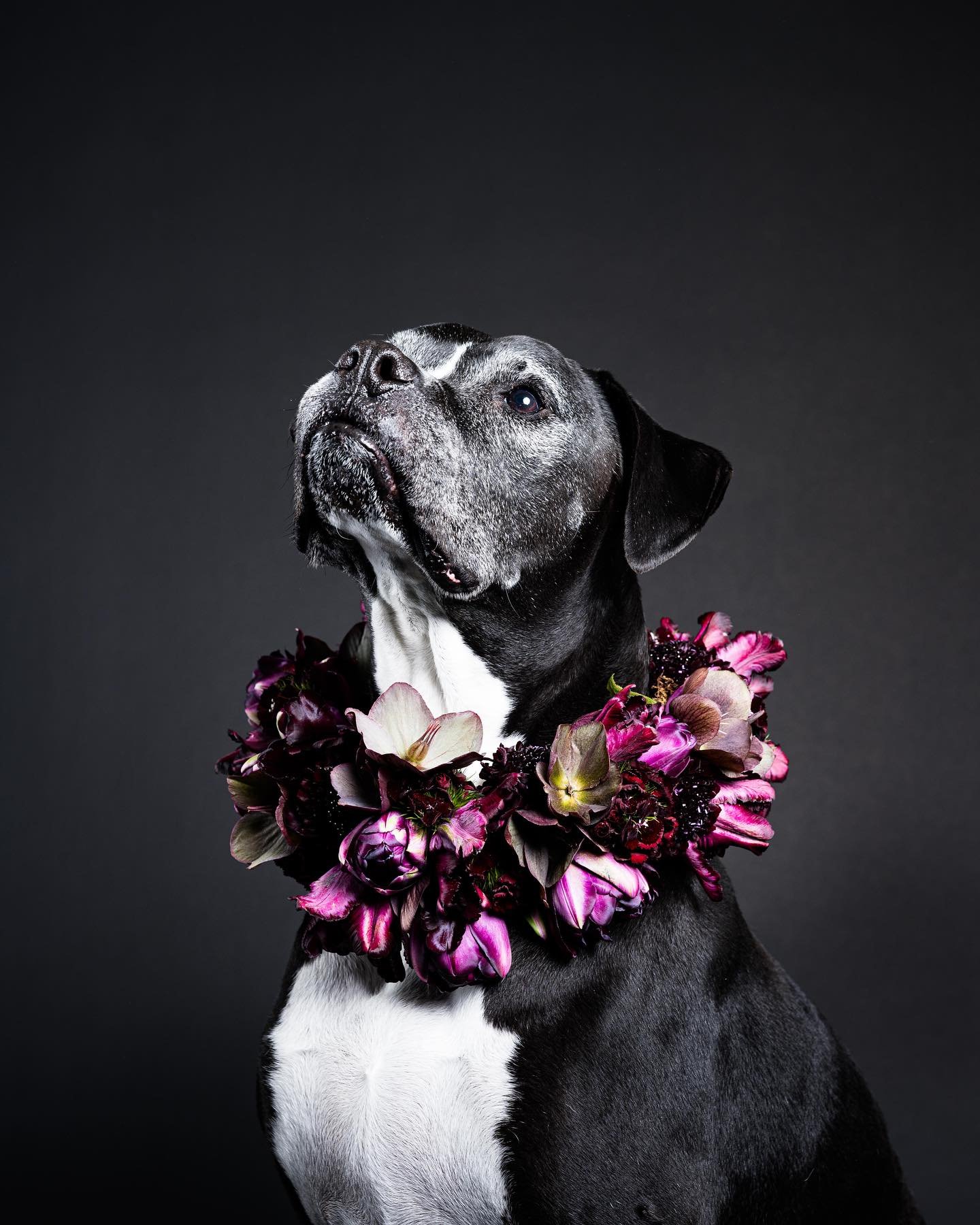 Rudy.

This collaboration was dreamed up by us and the incredibly talented Kyle of @hafnerflorist . It was a true pleasure to work with Kyle and his dear old boy, Rudy. 

What do you think? Does this image say &ldquo;spring&rdquo; to you?

#blacktuli