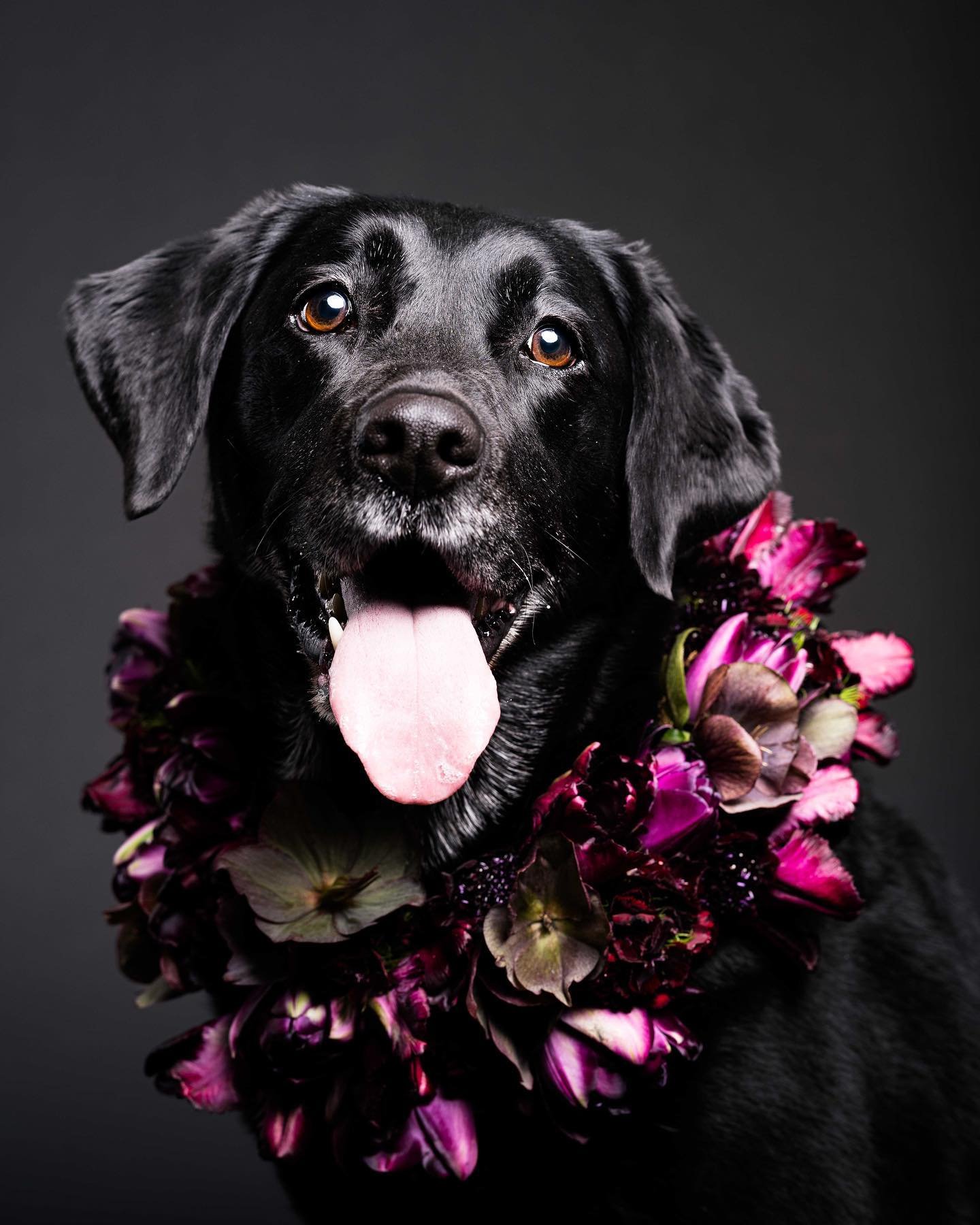 Do we need to plan another collaboration with @hafnerflorist in the summer?

#blacklabrador #blacklabsofinstagram #blacklabsofinsta #blacktulip #flowerarrangement #flowercollar #smallbusinesscollaboration #sylvaniaohio #sylvaniaphotographer #sylvania