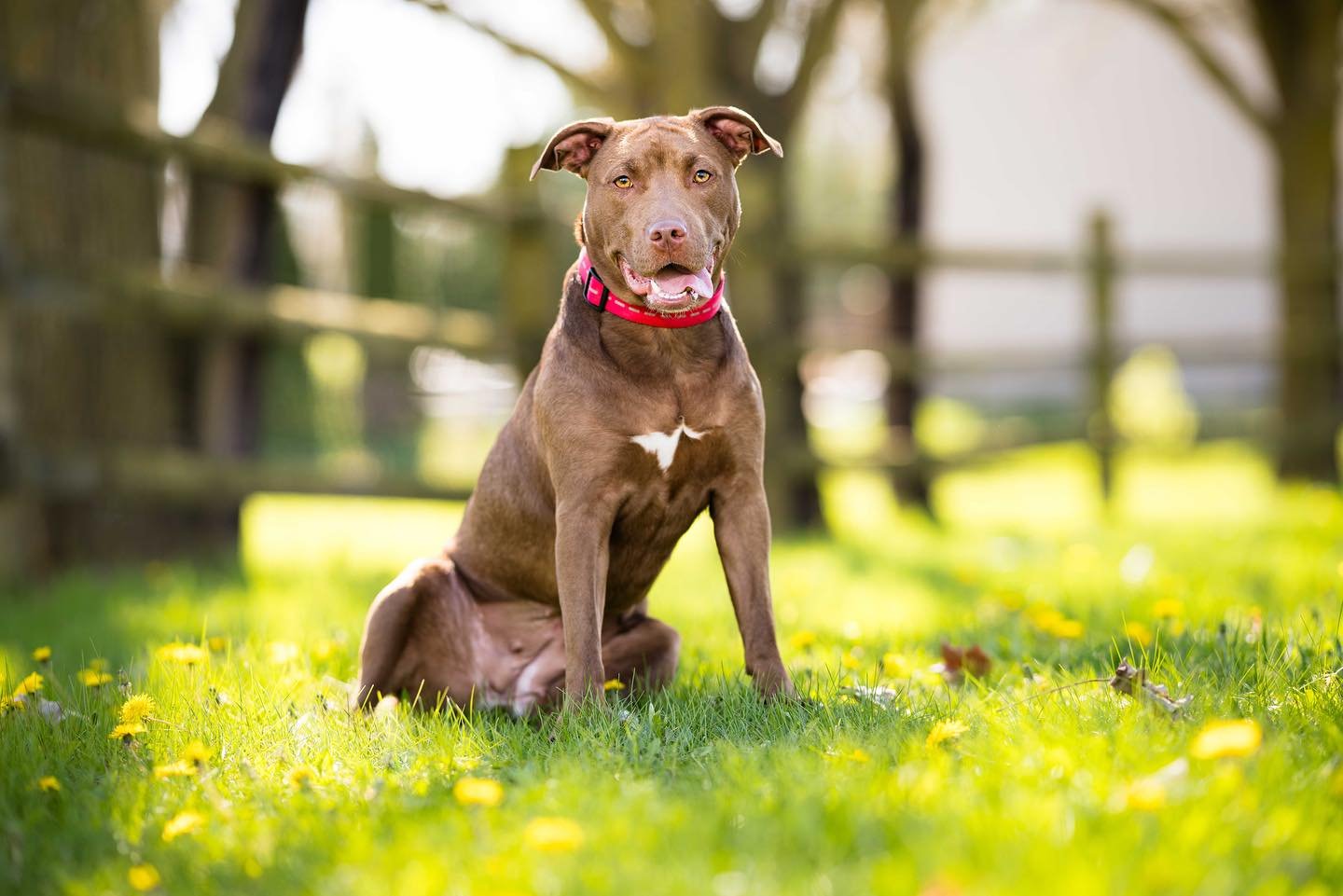 Guys&hellip;. Green season is officially here!

Also, Ruby Do needs a home and you can find her bio on the @plannedpethoodtoledo website. 

#dandelions #dandelionfield #springphotoshoot #pibblelove #pittiesofinstagram #rescuepups #adoptme #brownpitbu