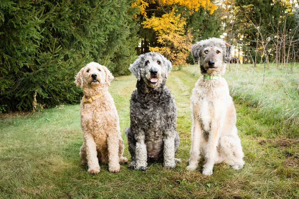 sylvania ohio pet and family photos