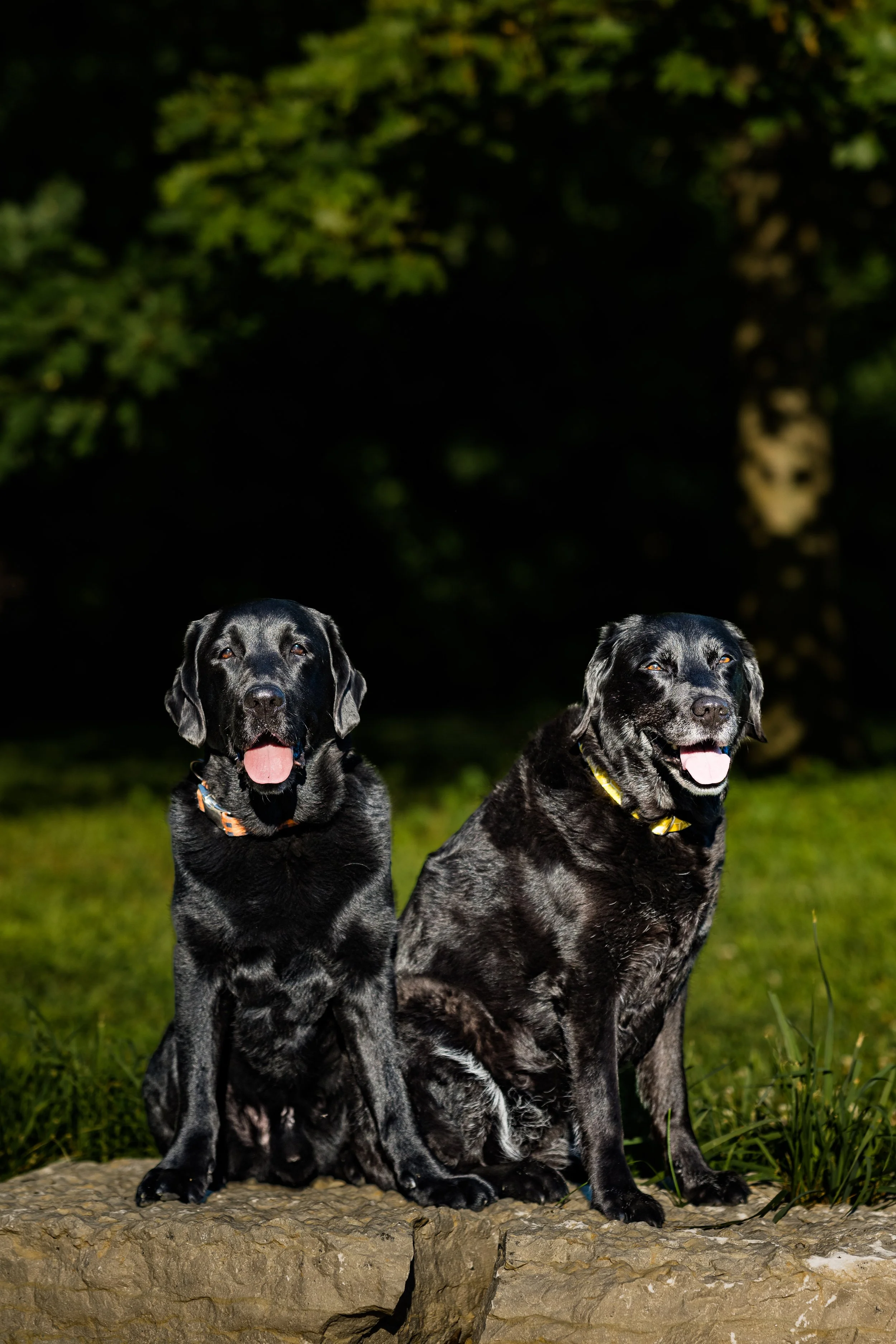 labpups2022-29.jpg