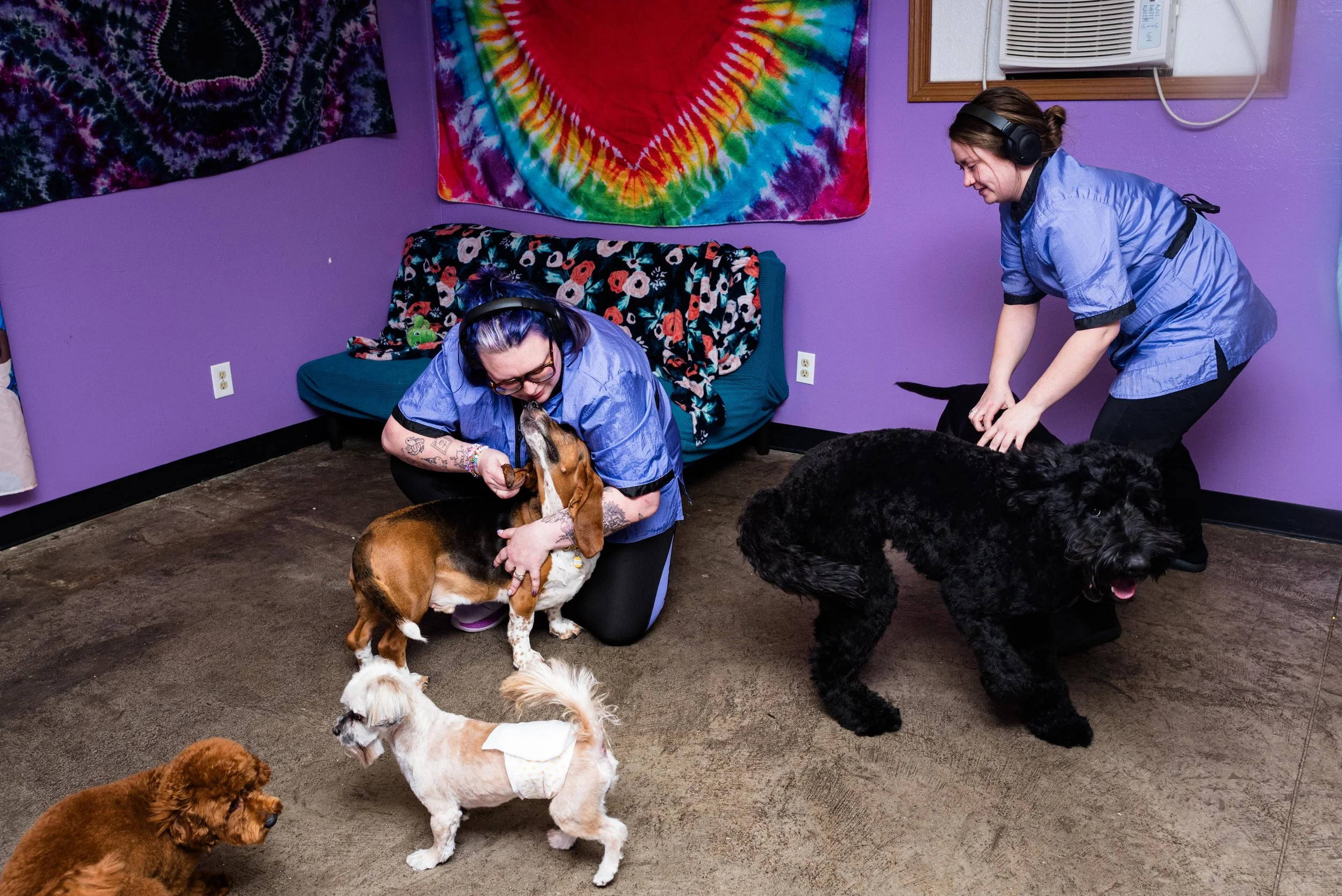 toledo dog grooming photography