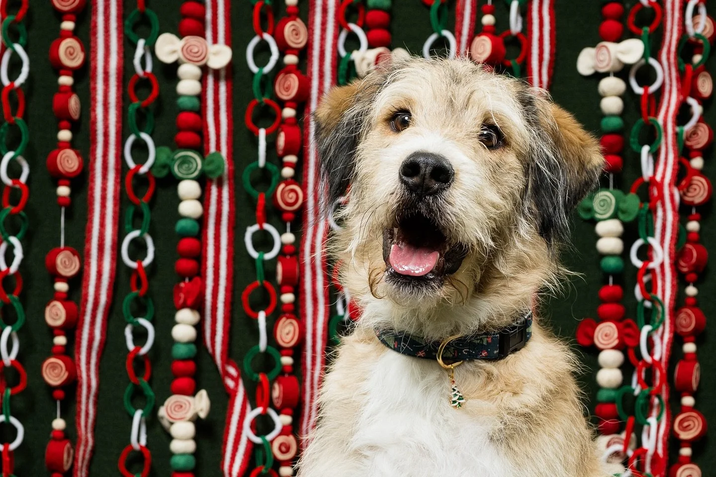 We have to thank you guys SO MUCH! Because you booked holiday photos with us AND ordered ornaments we were able to make a donation of $770 to @plannedpethoodtoledo 

These faces are a few of the sweet pups who found their forever homes through Planne