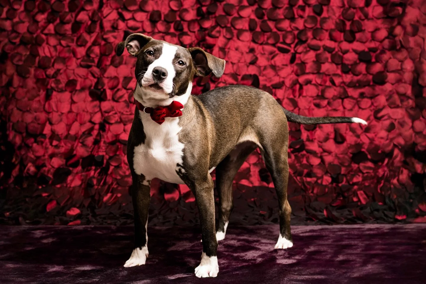 📥 A cubbie is a small space to store things in, right? Well THIS Cubbie is a compact pibble mix who is ready to put your whole heart right into hers. 

⚡️ Being one-year-old, Cubbie is full of spunk and energy. She is at the perfect age to settle in