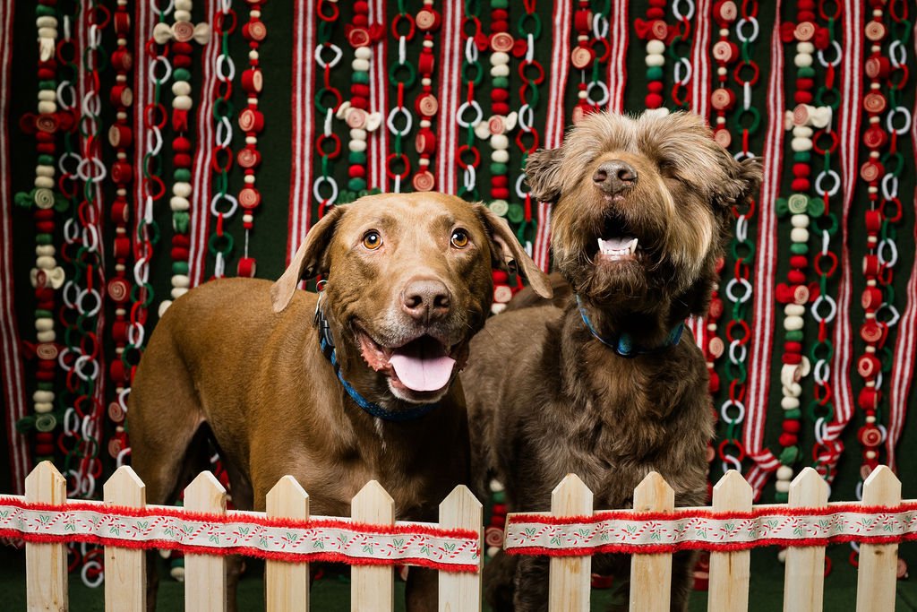 toledo ohio holiday photos 