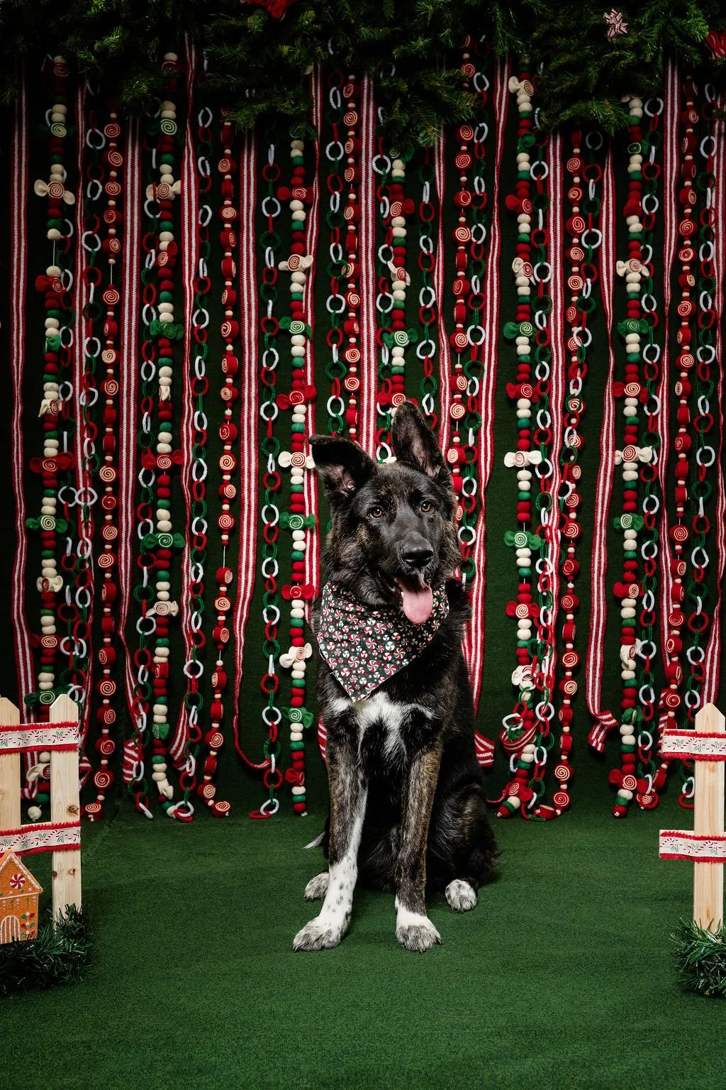 sylvania ohio holiday pet and family photos