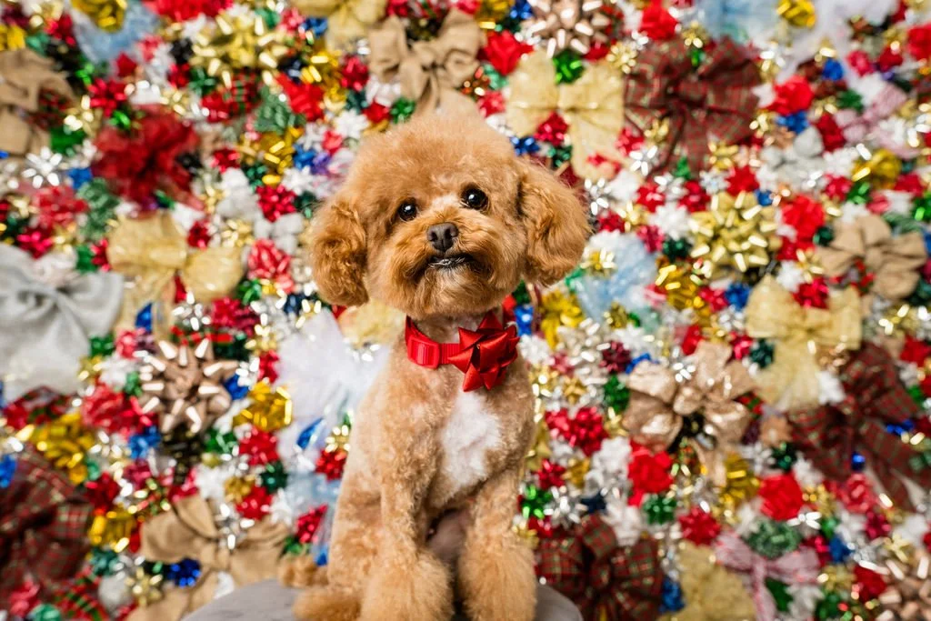toledo ohio pet and family holiday sessions