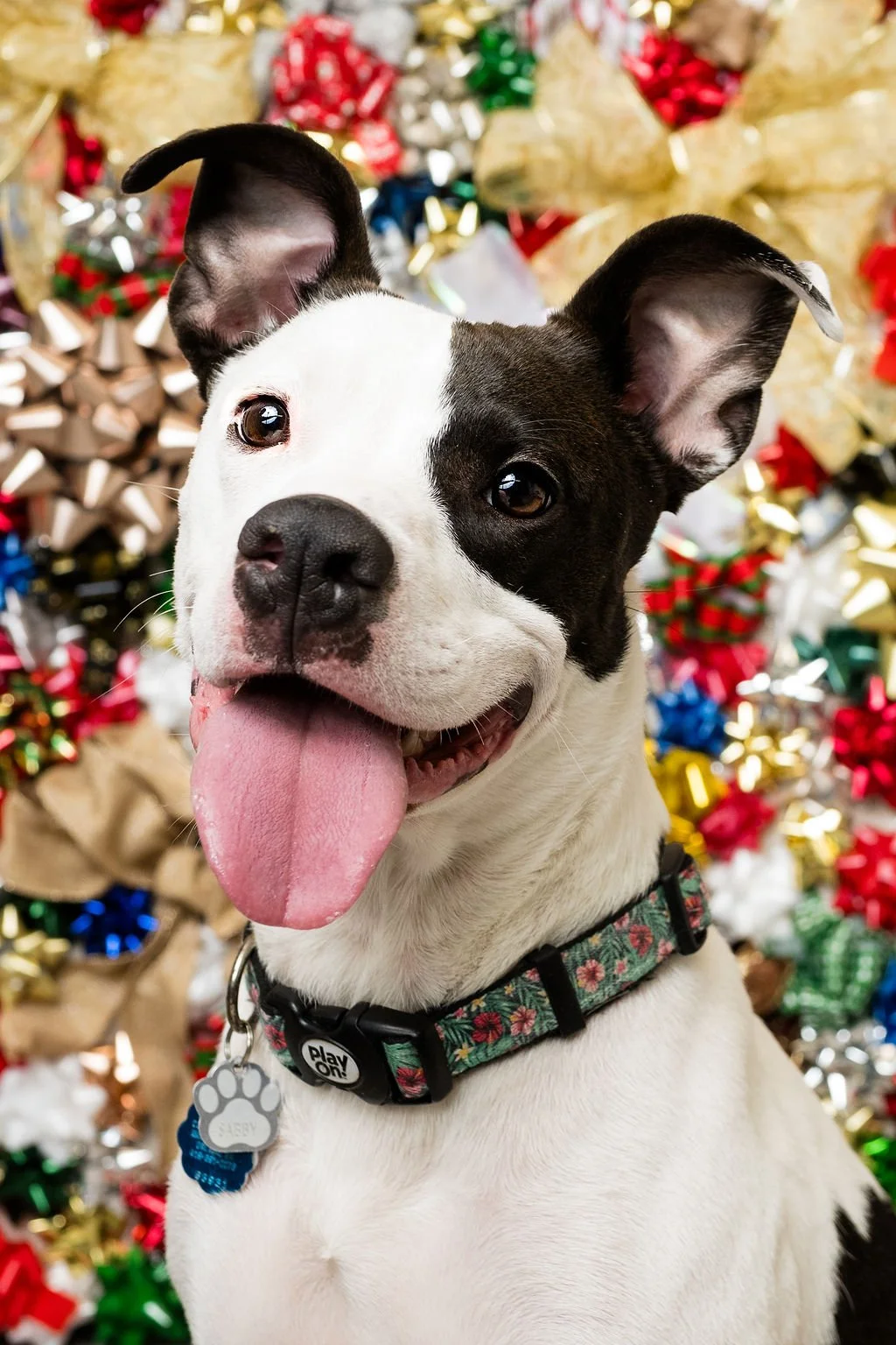 sylvania ohio pet photography 