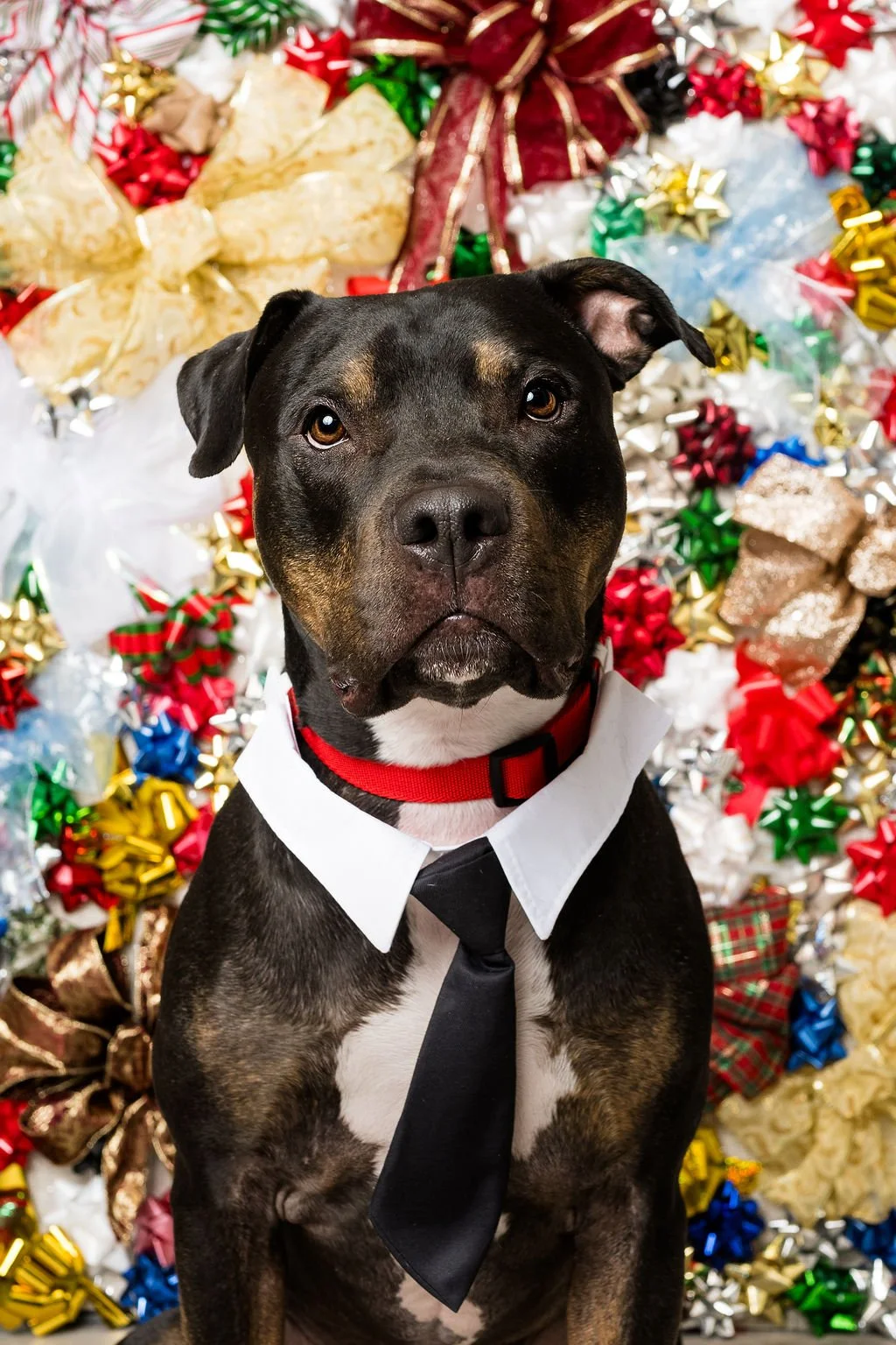 holiday pet photos 