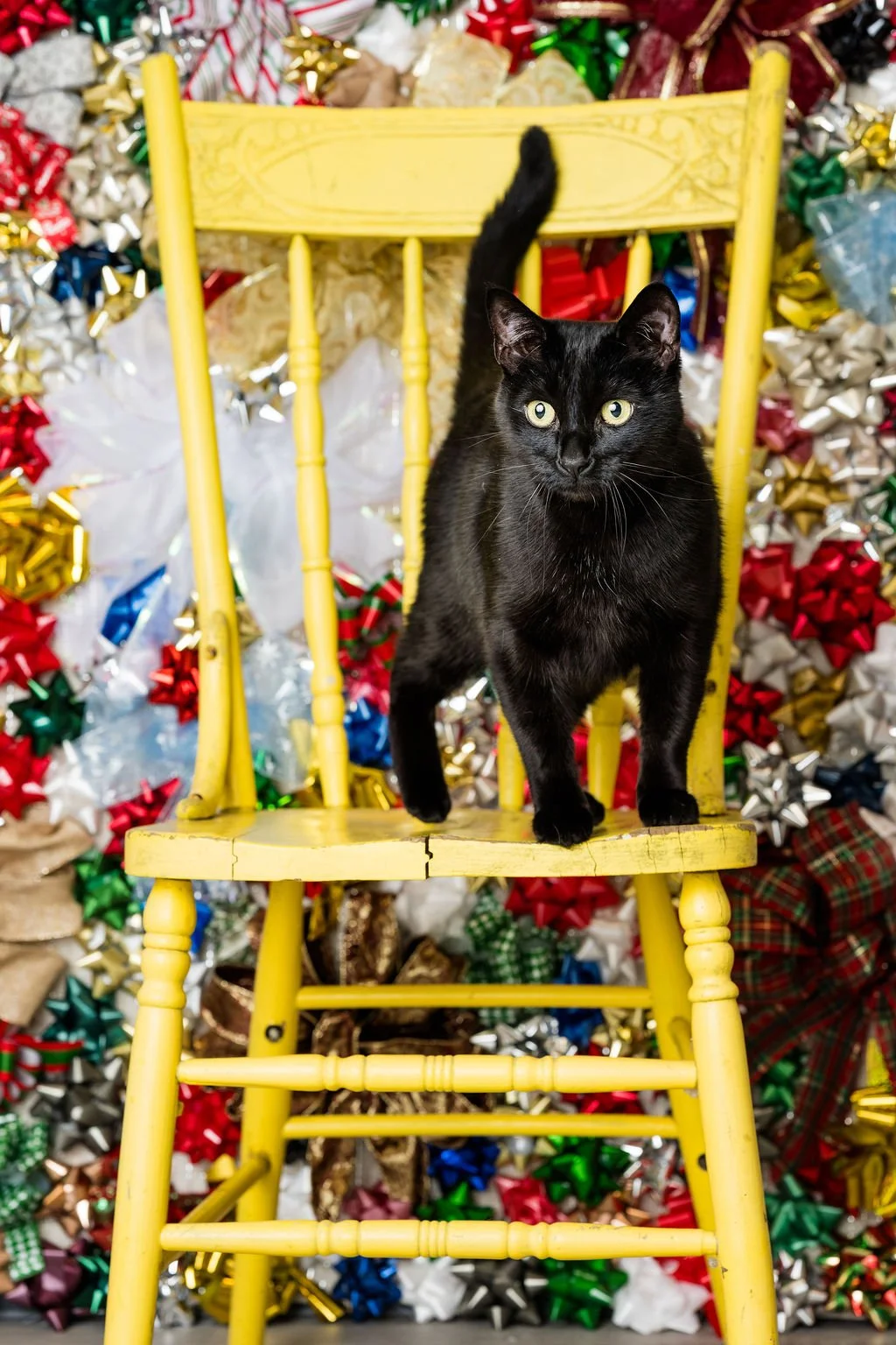 cat holiday photos toledo ohio