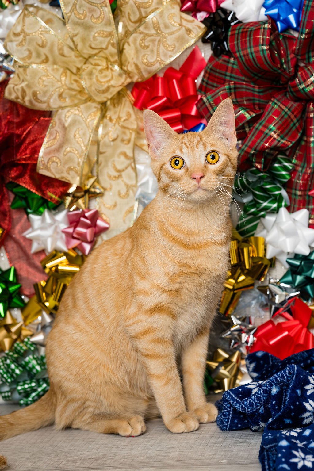 holiday cat photo sessions toledo ohio