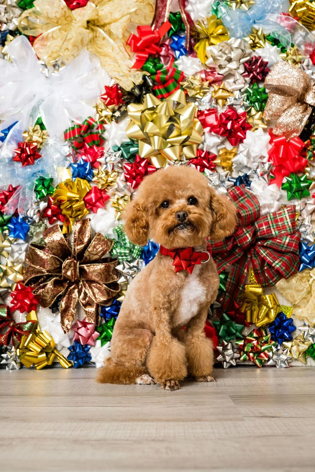 toledo ohio holiday pet photographers 