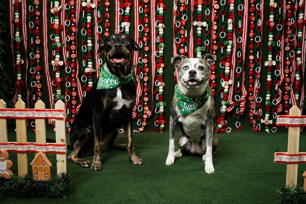 Holiday themed dog photos 