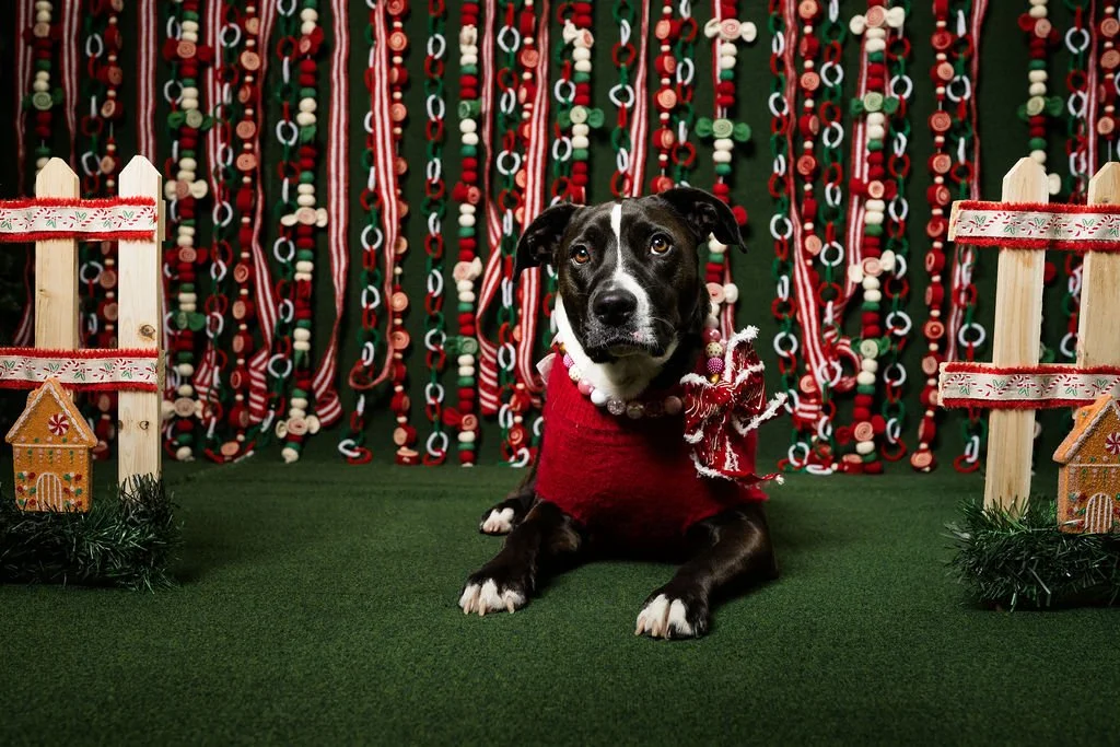 toledo pet photo sessions