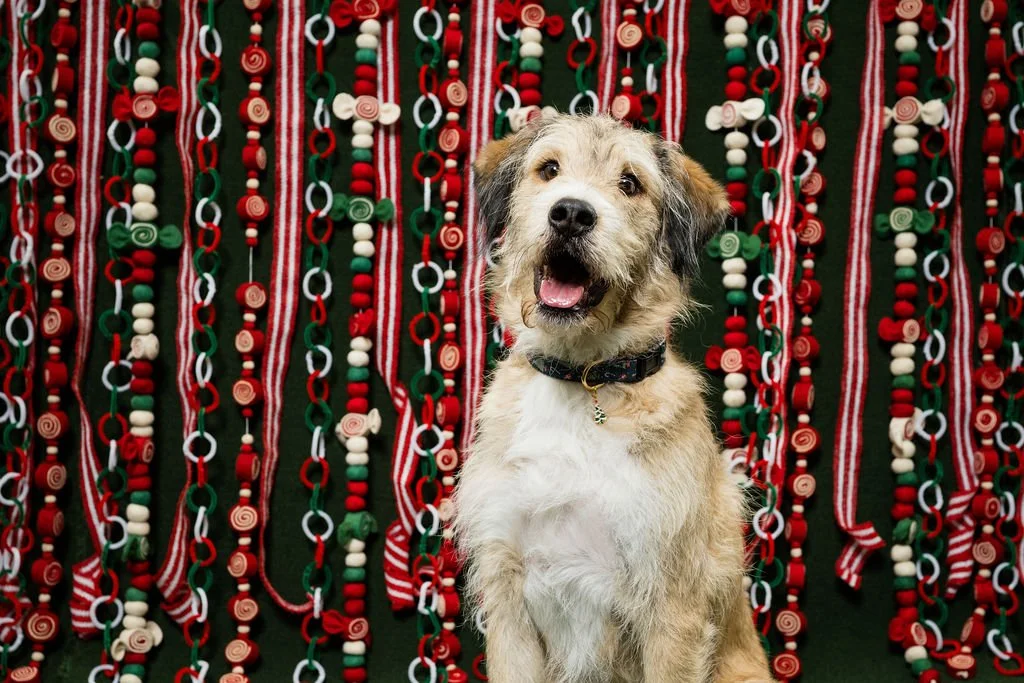 sylvania ohio pet portraits 