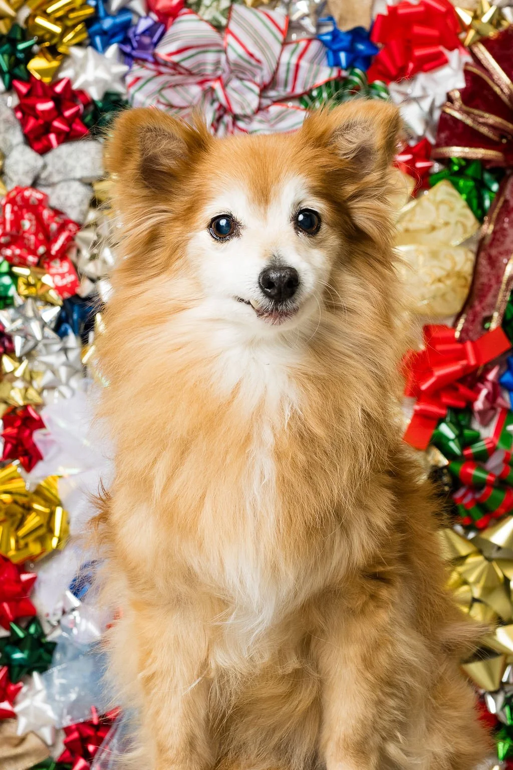 pet photo sessions for the holidays 