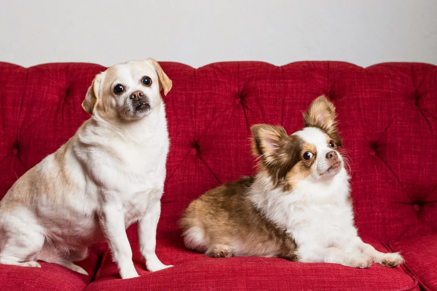 🐶 Can you guess which dog is on the nice list and which is on the naughty? 

👀 Truly Frankie (side eye) is a sweet pup, he just had to make sure we knew he was keeping an eye on us. Both Frankie and Tootsie will be getting spoiled this Christmas.

