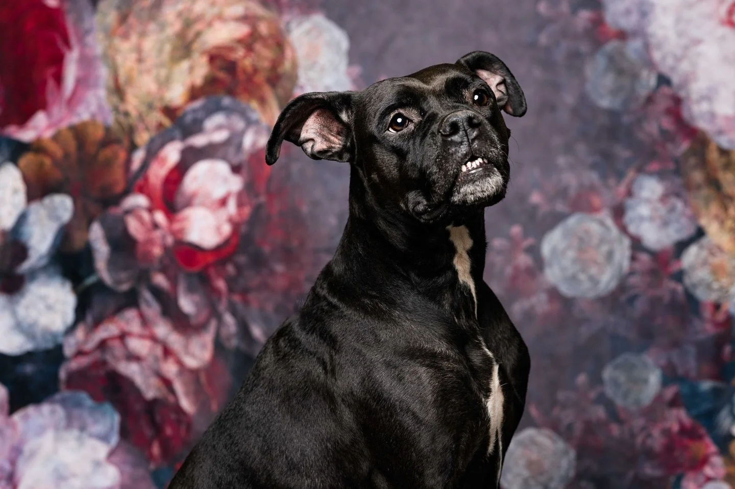 🐦&zwj;⬛ Raven 🐦&zwj;⬛ 

She came into the studio ready to meet us and model on our new backdrop. This girl never stops wiggling&hellip; unless you have a treat. Raven was very focused (when treat motivated) and we bet she could learn any trick you 