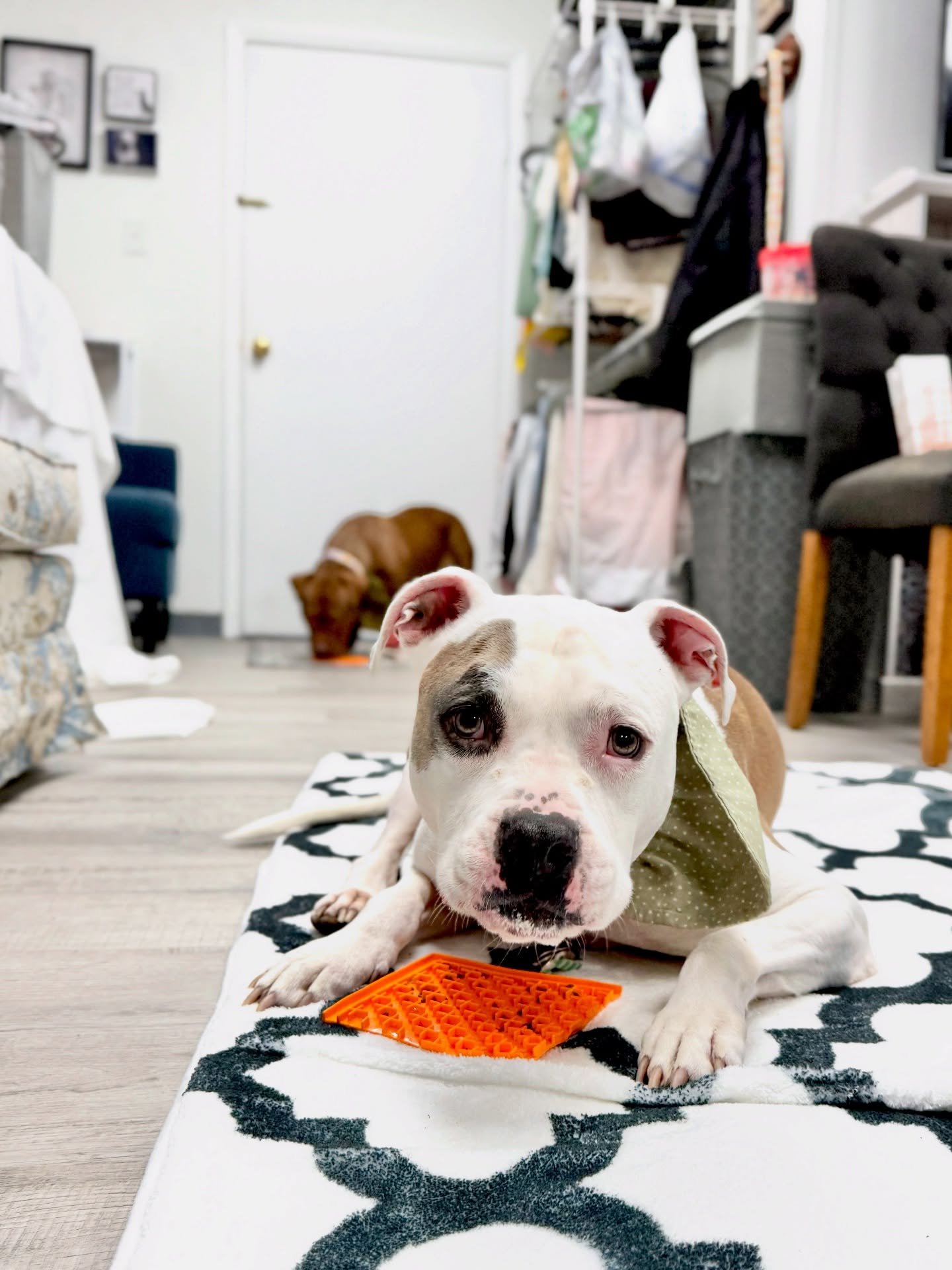 💼 Dogs in the office! 🗄️

Titan and Ruby got to come to work with me yesterday. They were hooligans for a little while but they settled and took a good nap. How do you keep your dogs from getting bored during the yucky cold weather?

#officedogs #t