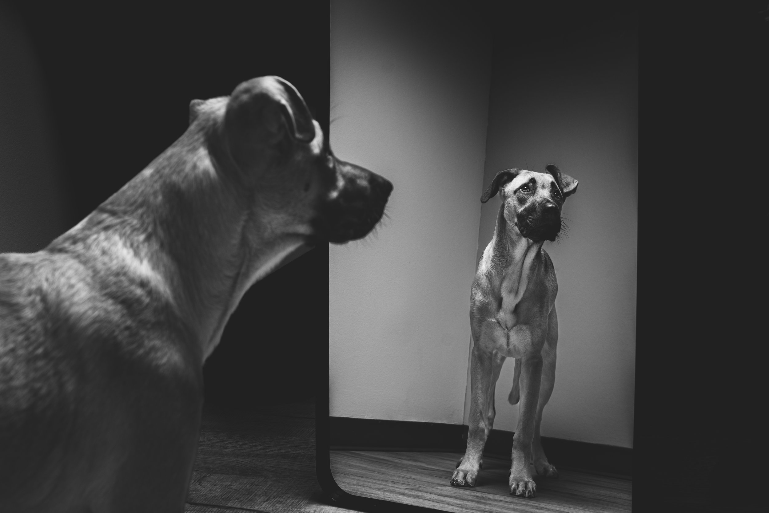 Echoes of Reality. Rescue dogs of Toledo, Ohio.