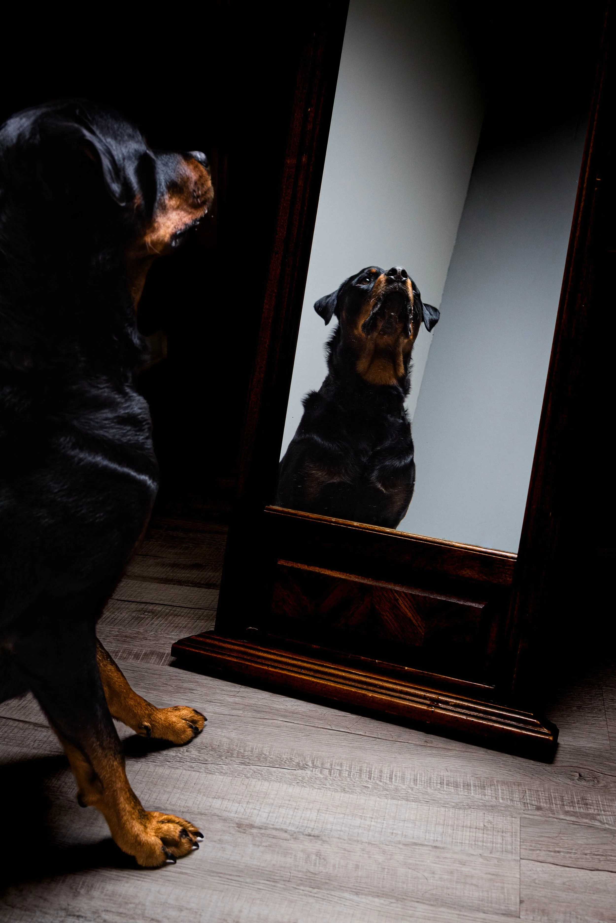 rescue dogs in toledo