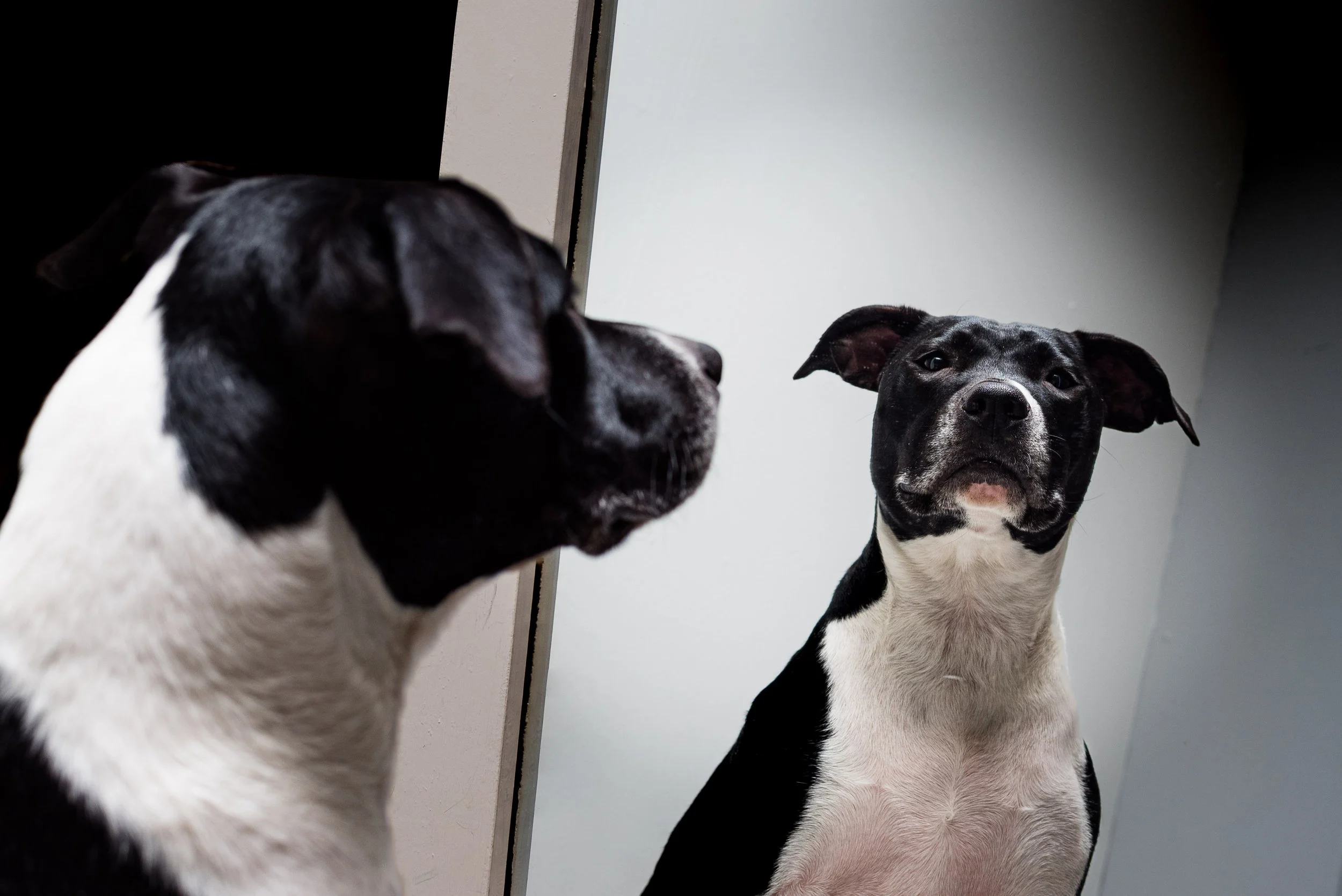 pet photography in sylvania