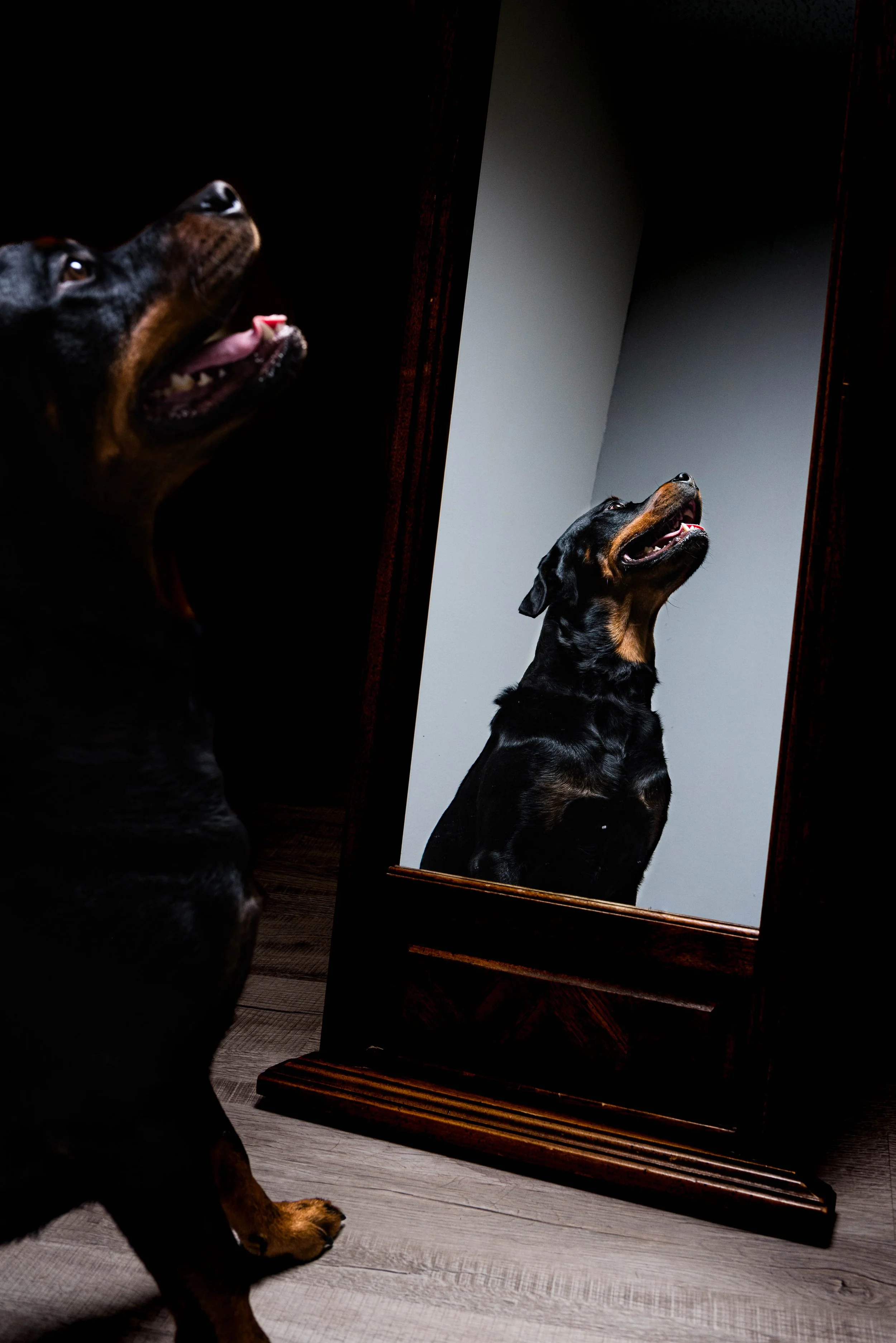 pet photography in toledo