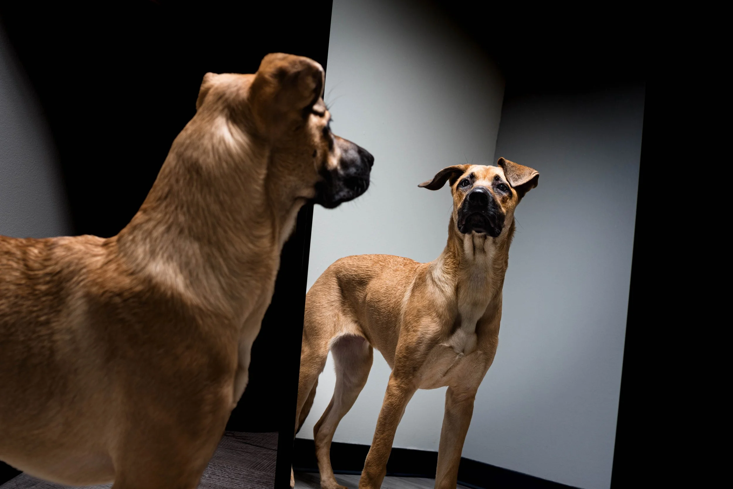 pictures of dogs near me