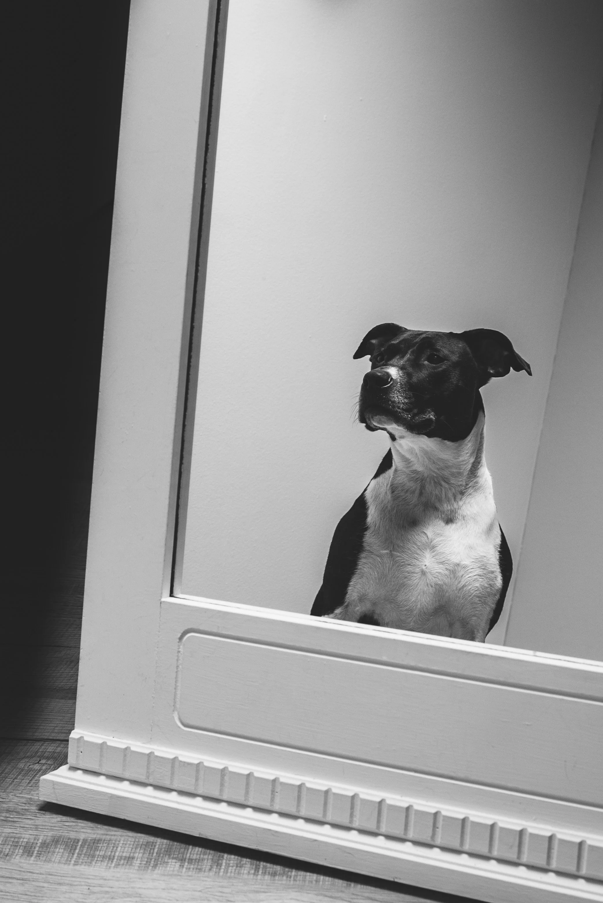 trumbull pet photography