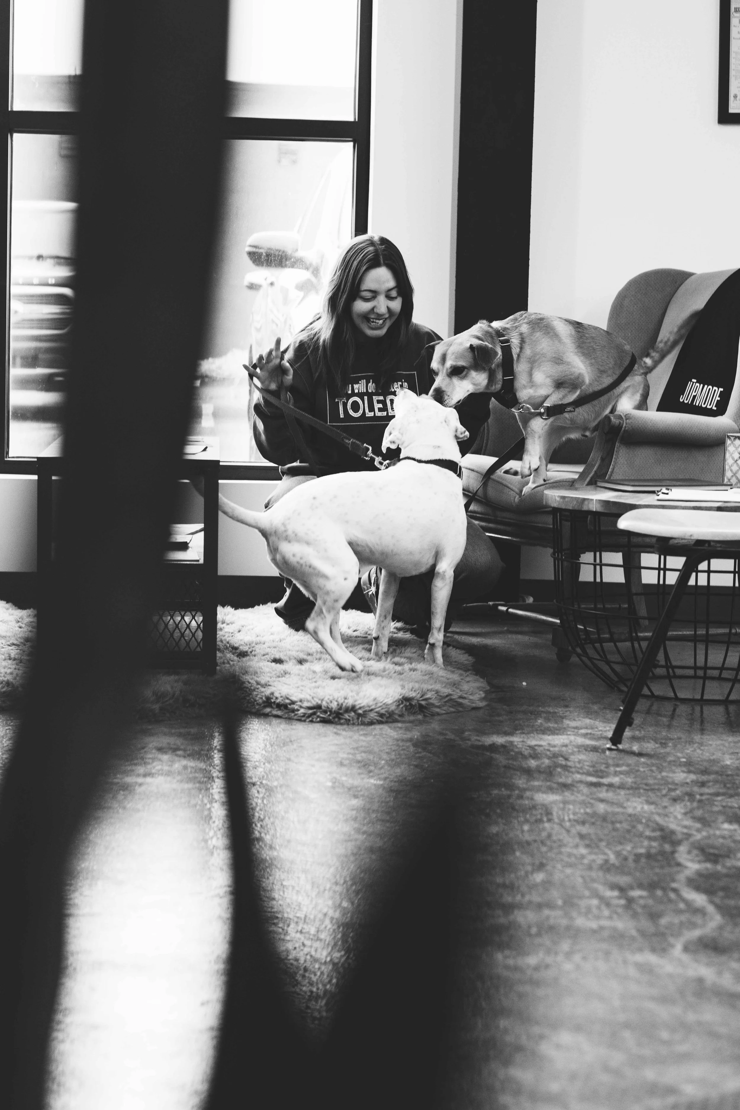 bring your dogs to work