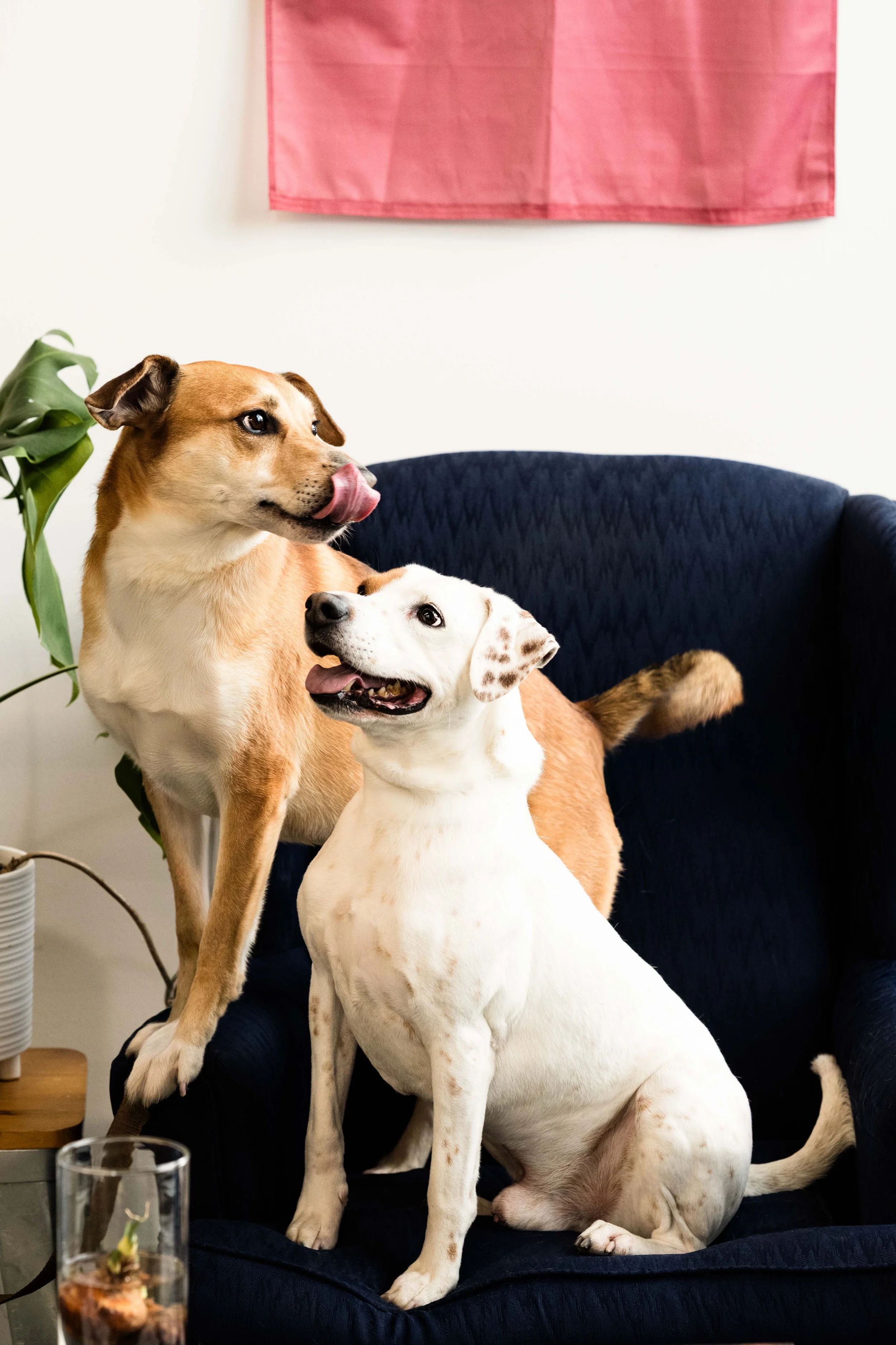 office dog photography