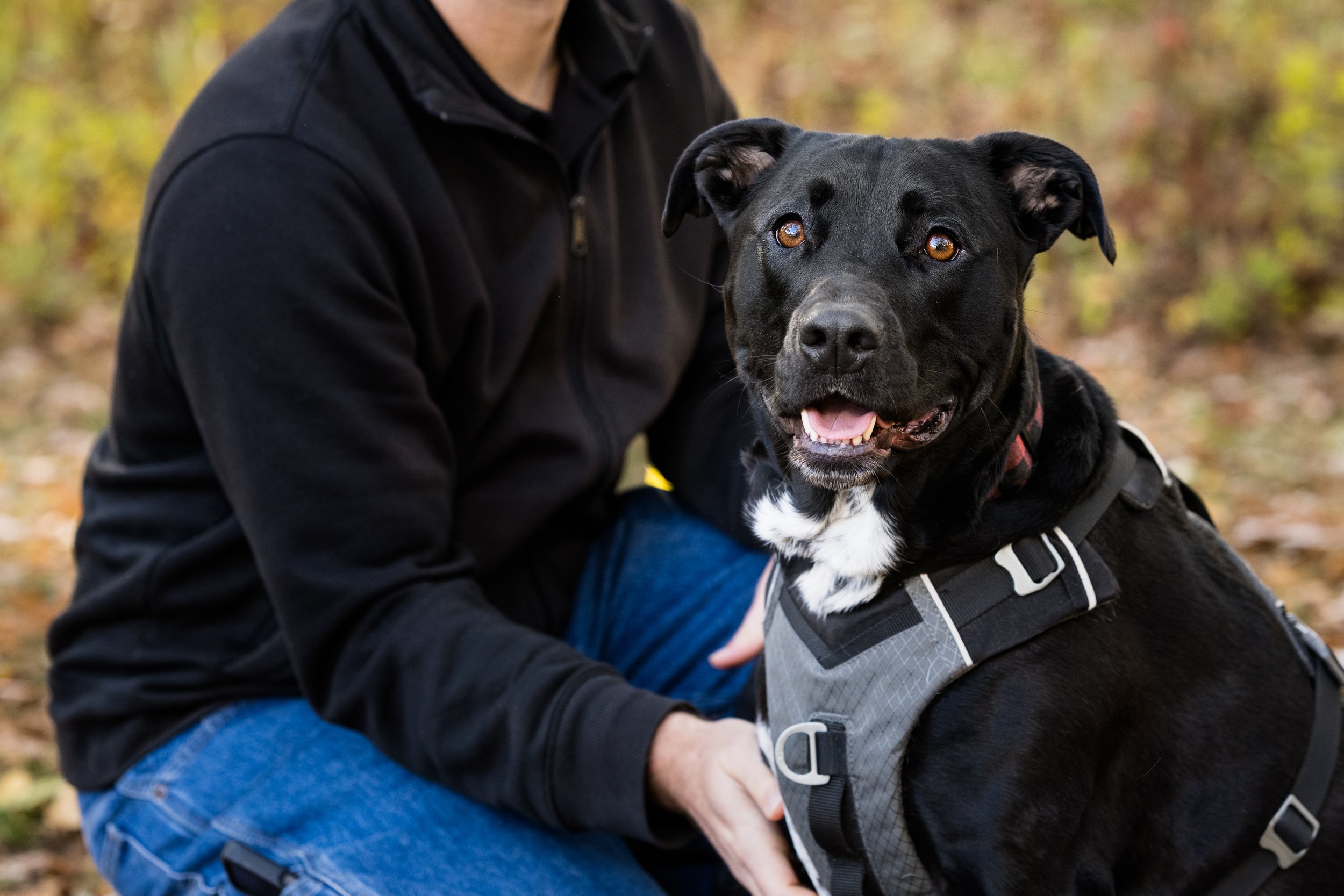 CLOSED Vote:  9th Annual Pet Photo Session Giveaway 2026. Toledo, Ohio Pet Photographer 