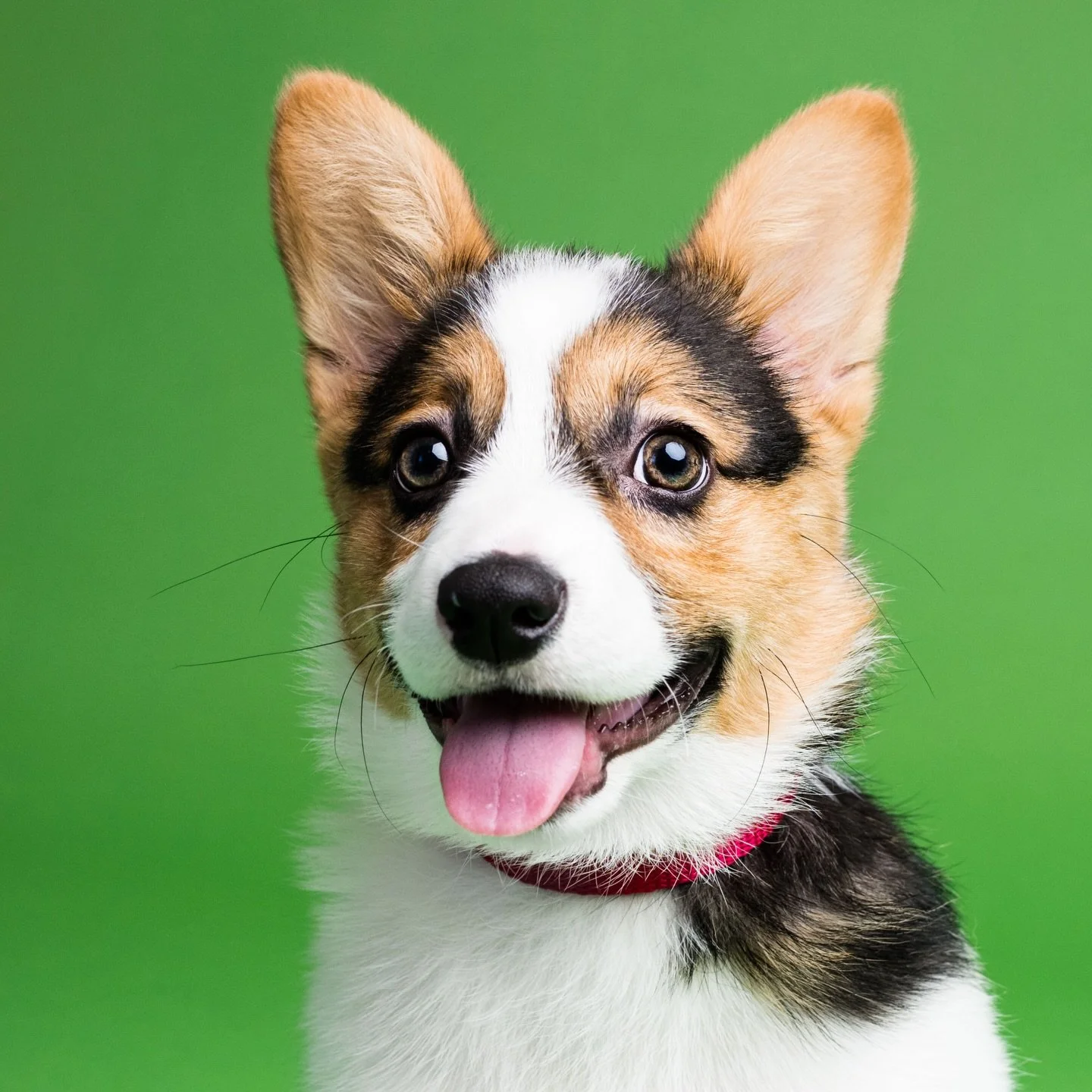 🥒Pickles🥒

It&rsquo;s easy to see this boy and instantly fall in love. He&rsquo;s a rambunctious 4-month-old Corgi puppy. As expected, he&rsquo;s got lots of energy, smarts and SNARK. He&rsquo;s currently in the piranha stage of chewing on human fi