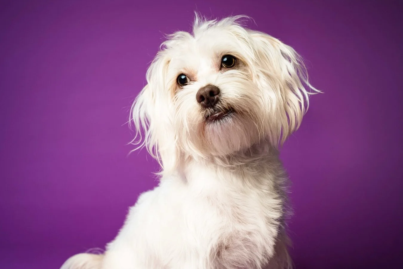 🪻Mia🪻

Buckle up. Settle in. Lend an ear. It&rsquo;s story time...

Once upon a time, a family decided to seek out a tiny, fluffy, designer puppy to add to their lives. From the start, this sweet little thing experienced neglect. Not the &ldquo;no 