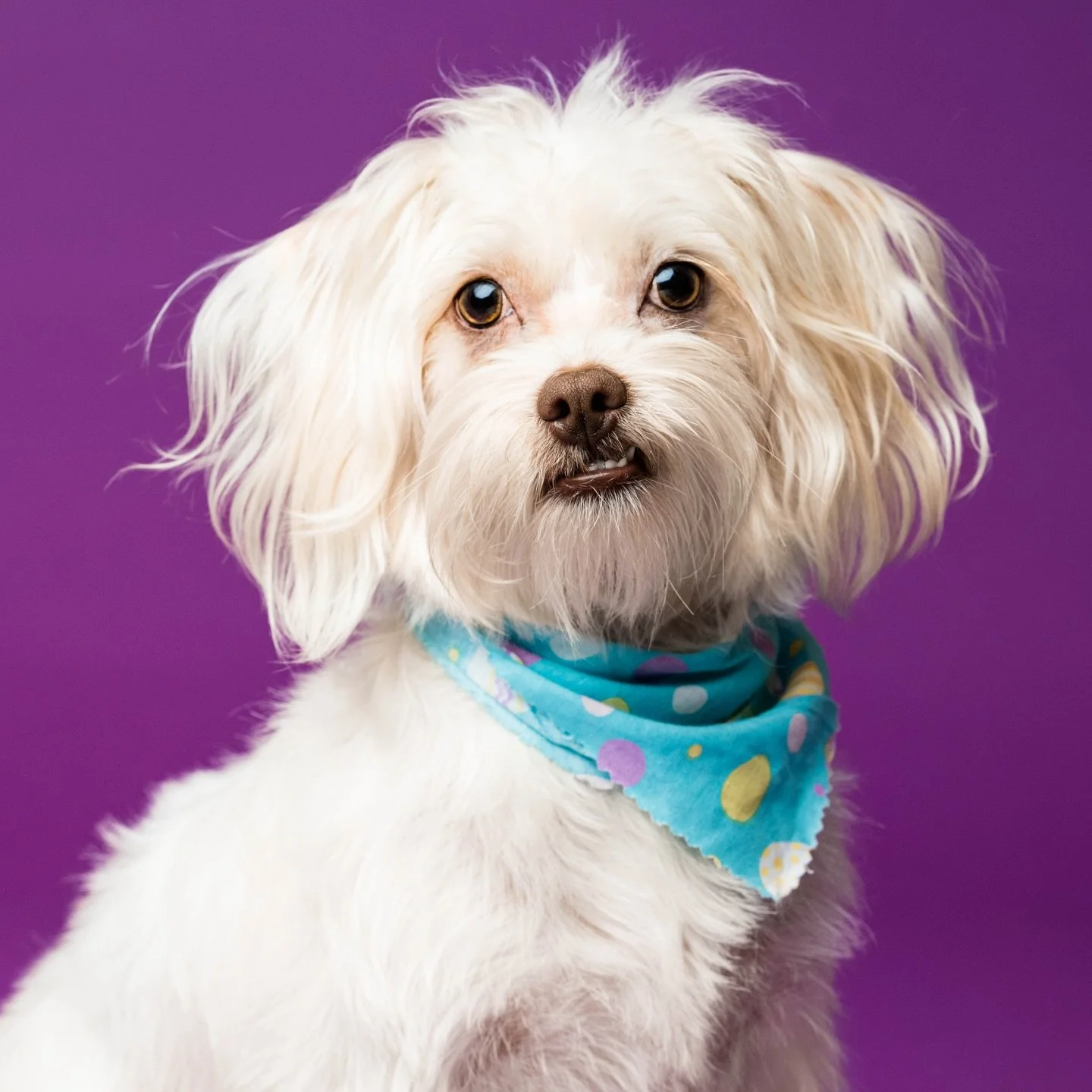 🥚Happy Easter🥚

Festive Mia is up for adoption through @furangelsrescueshelter and needs a very specific home. Read her details in our previous post.