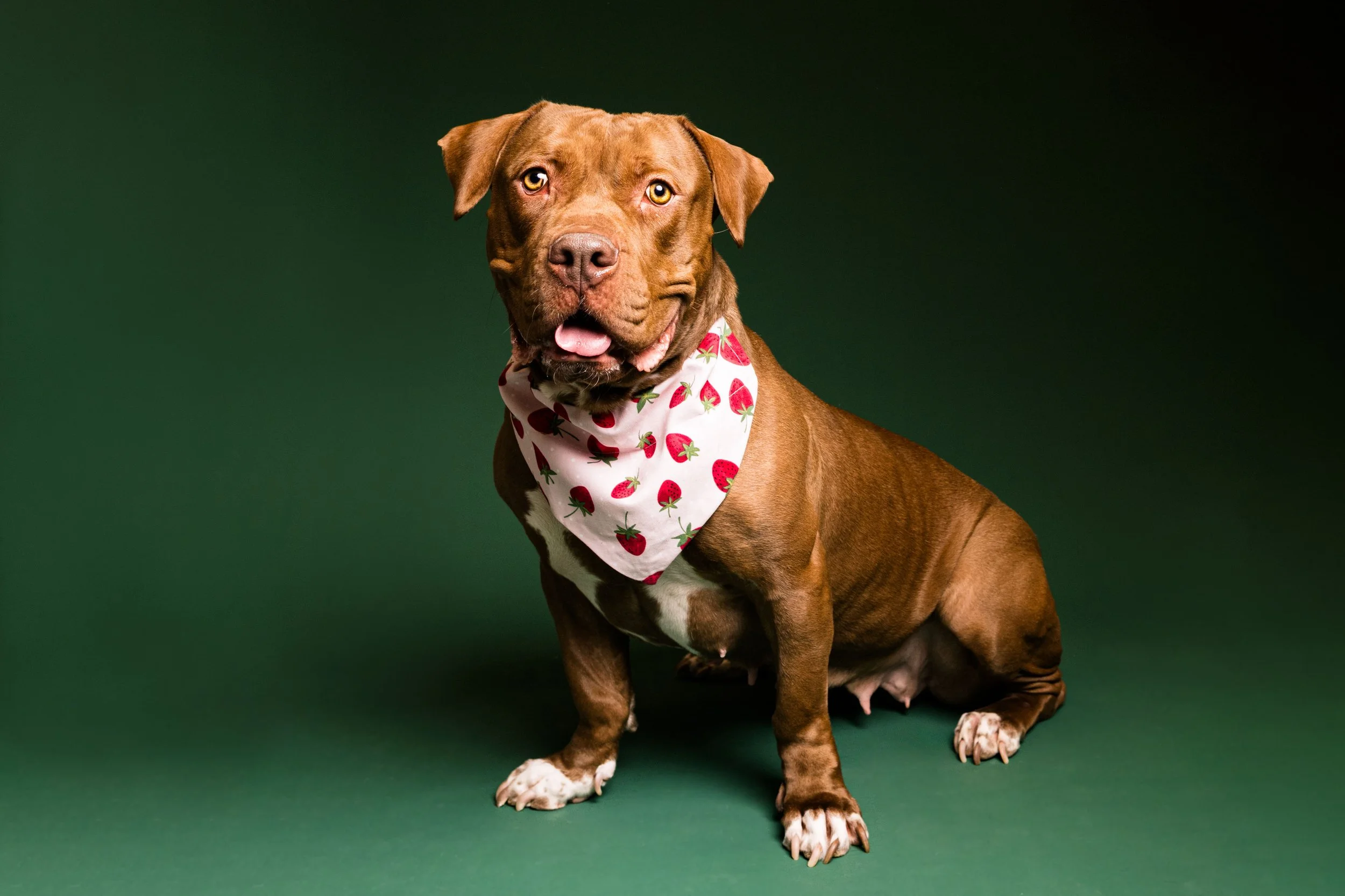 One Year with Our Rescue Dog, Ruby. Pet-Friendly Photography Studio in Toledo, Ohi