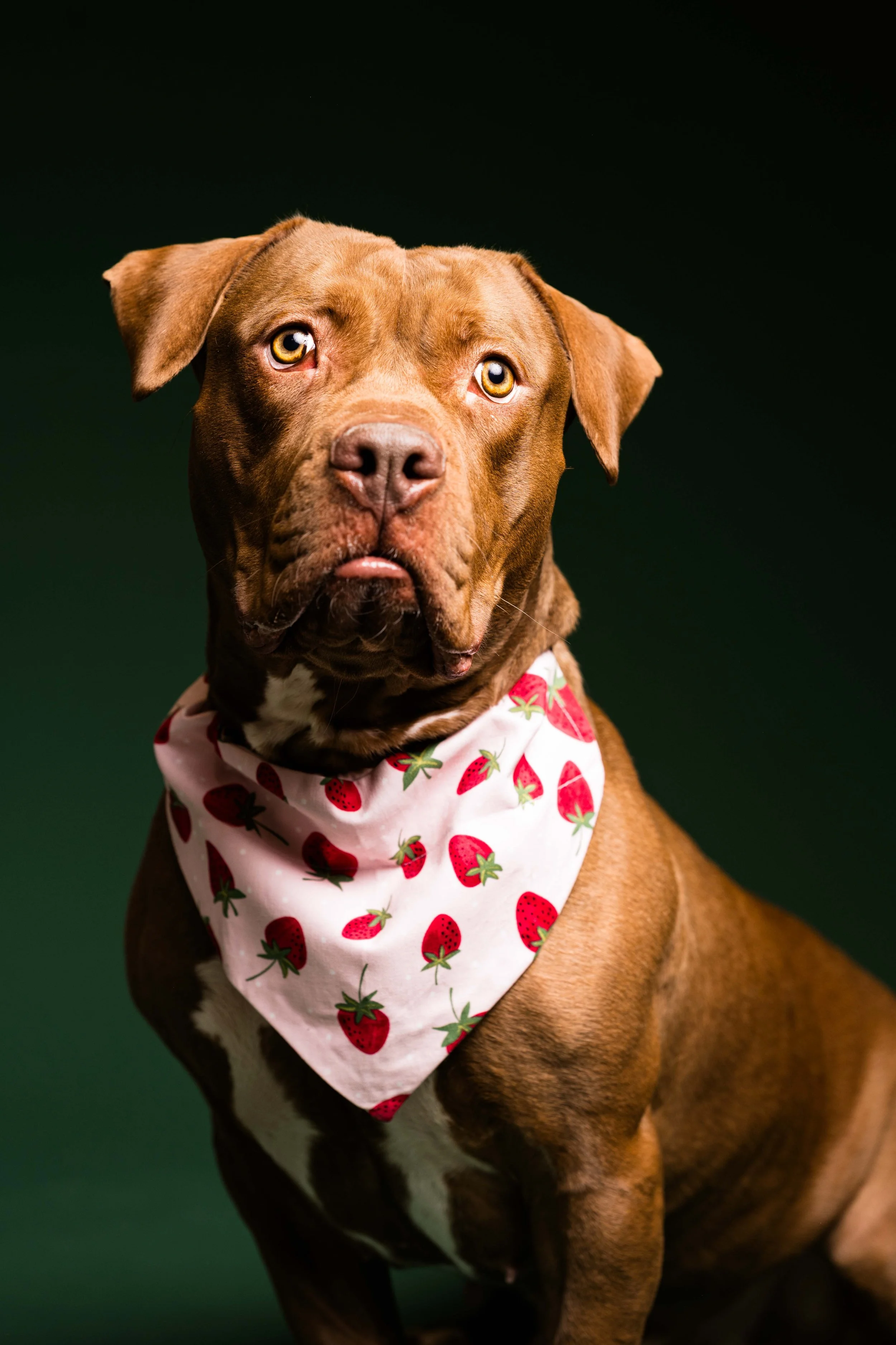 one year adoptiversary photos