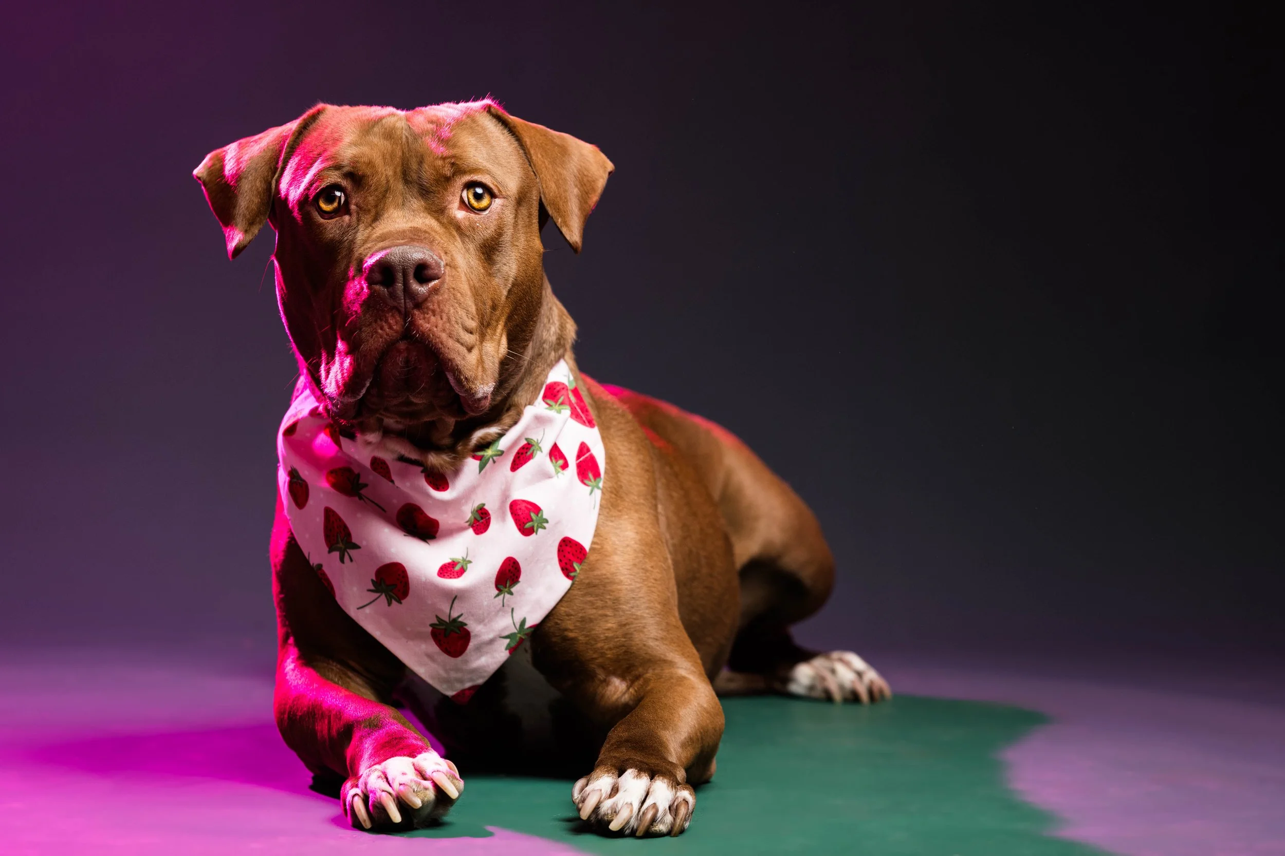brown pitbull in toledo photography studio